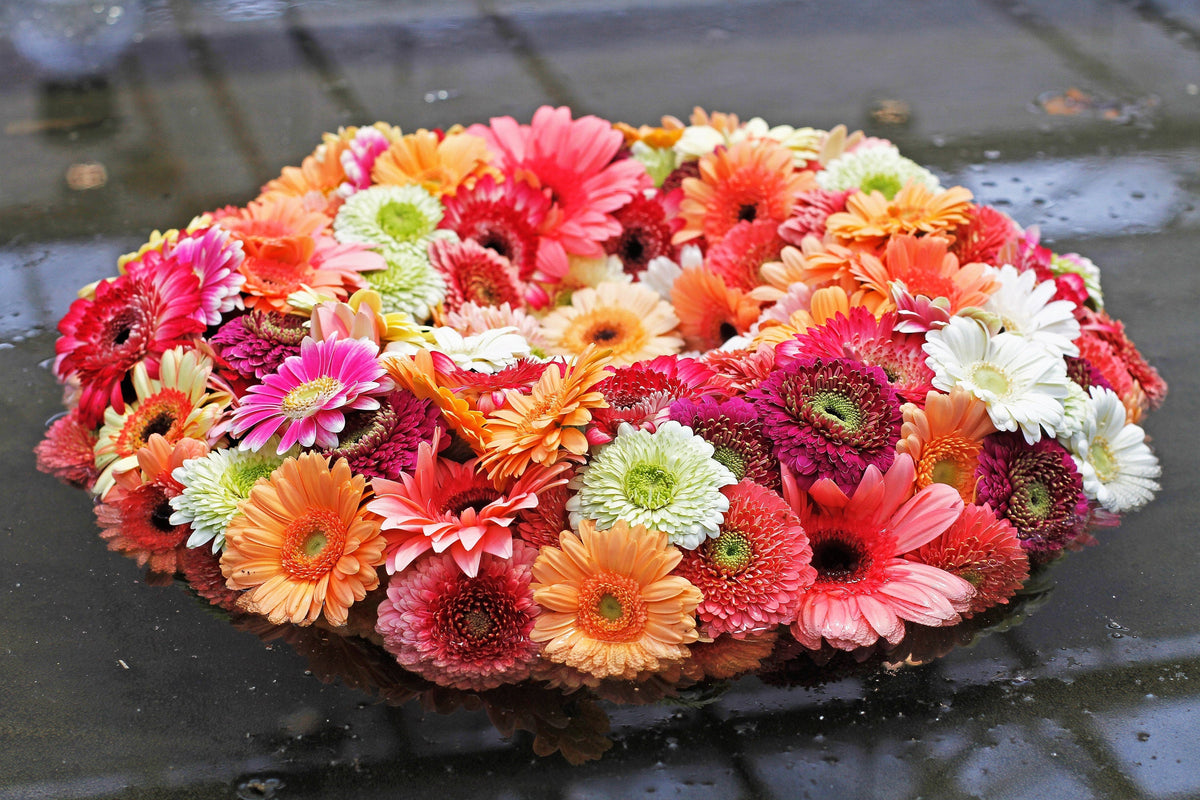 20 GERBER DAISY Mix Gerbera Jamesonii aka Barberton or African Daisy Mixed Colors Pink Purple Red Orange Yellow White Flower Seeds