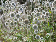 20 Silver GIANT GLOBE THISTLE Echinops Sphaerocephalus Great Globethistle Silvery White Flower Seeds