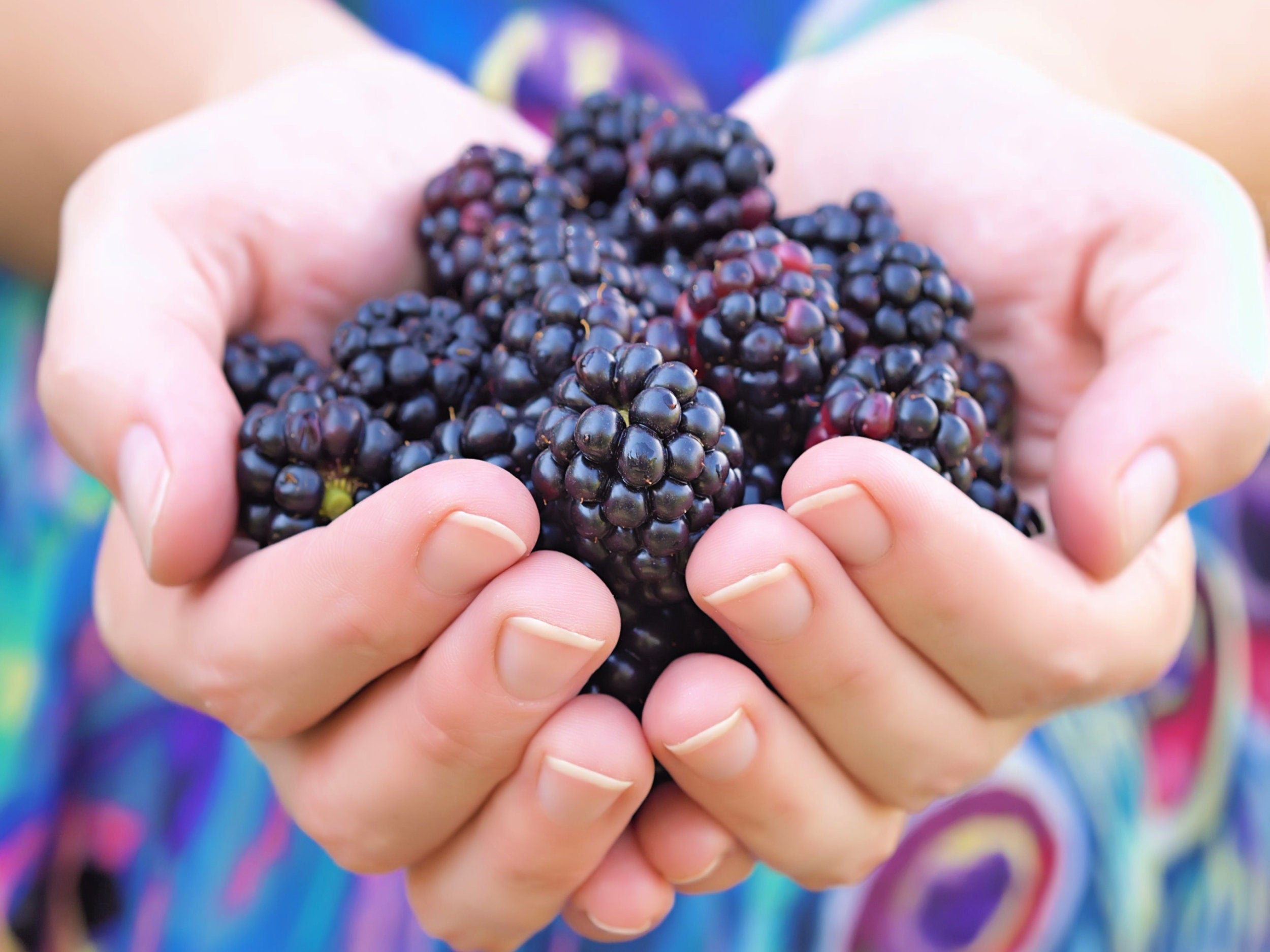 50 WHITEBARK Black RASPBERRY Western Blackcap Raspberry Rubus Leucoder ...