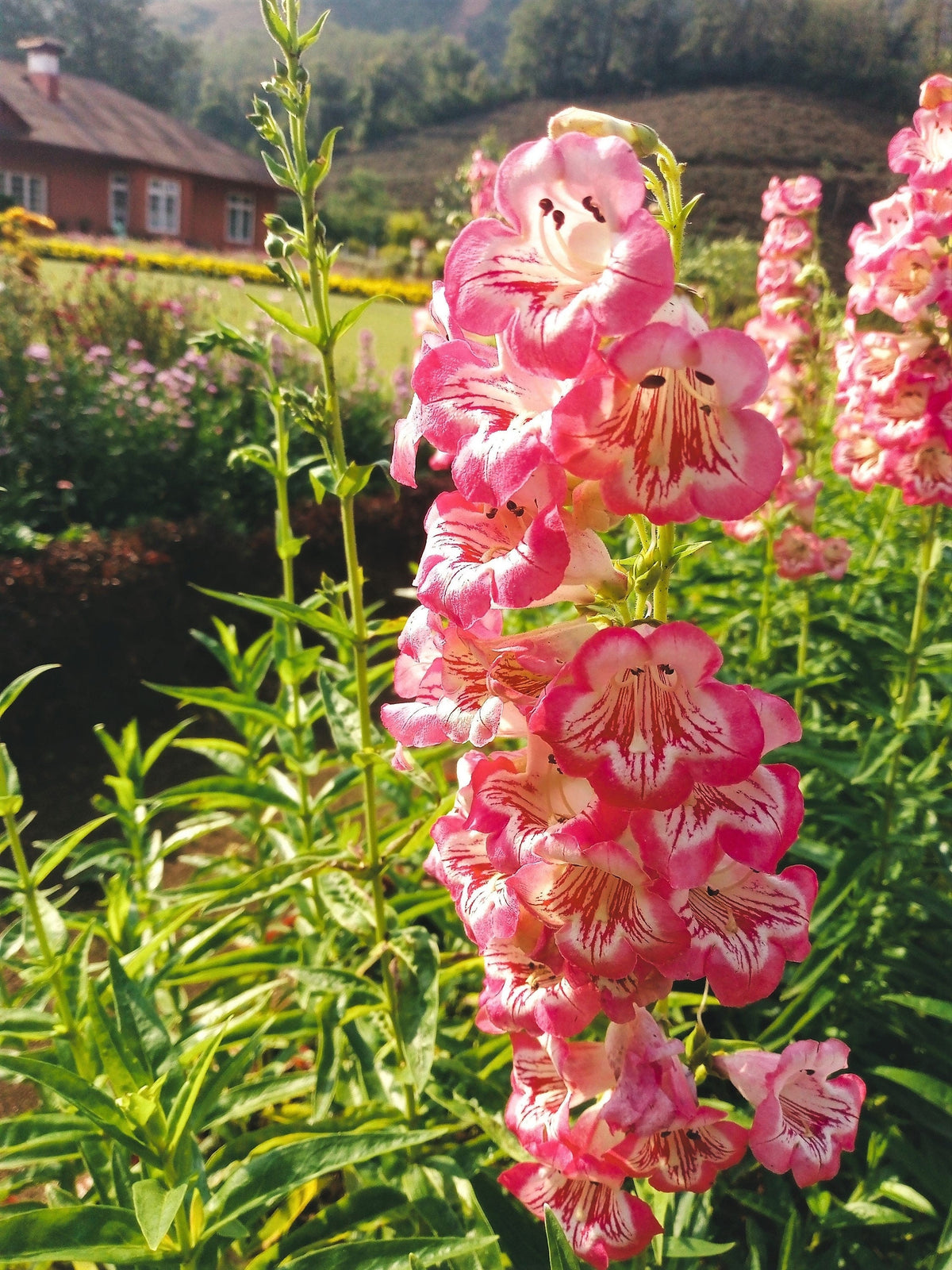 100 SENSATION MIX PENSTEMON Hartwegii Beardtongue Mixed Colors Two Tone Red, Pink, White, Purple, White Flower Seeds