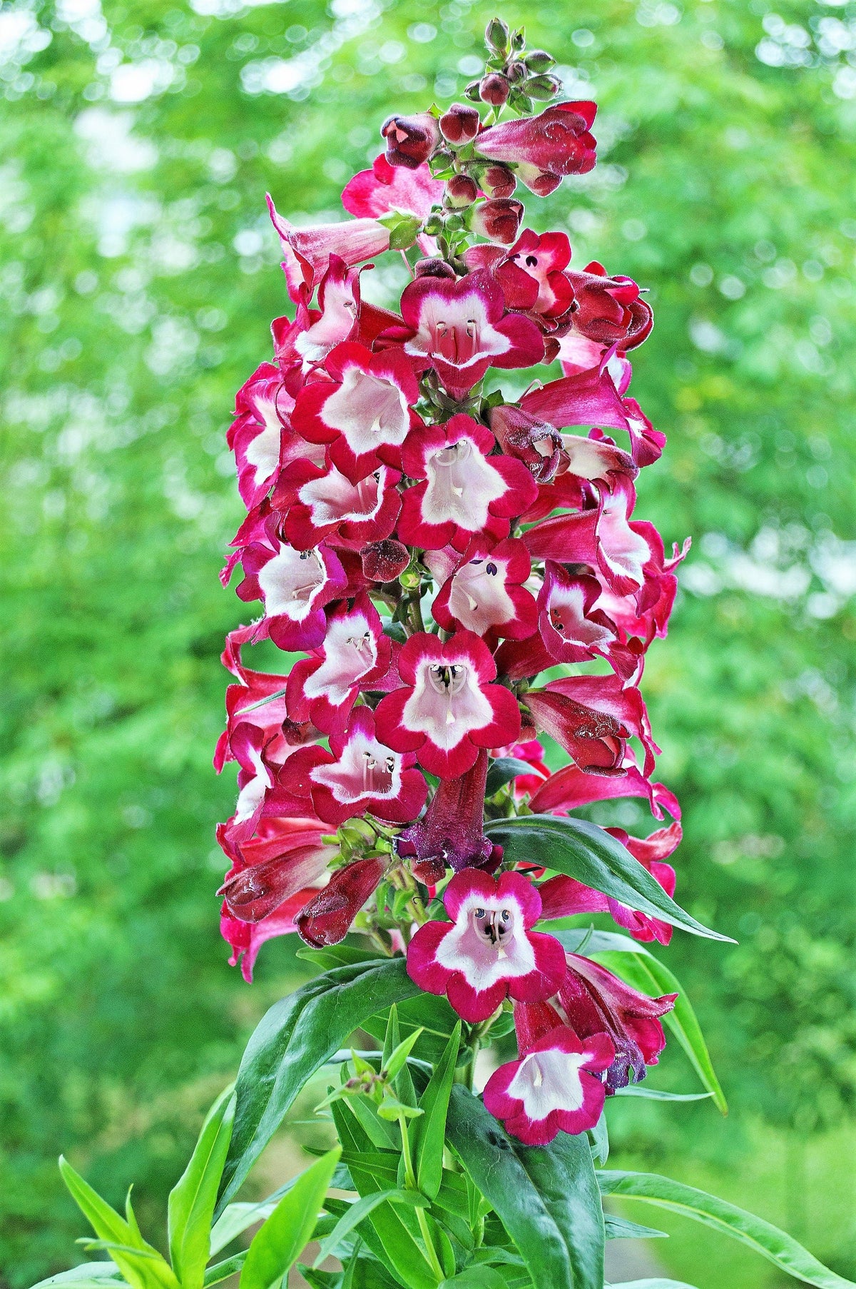 100 SENSATION MIX PENSTEMON Hartwegii Beardtongue Mixed Colors Two Tone Red, Pink, White, Purple, White Flower Seeds