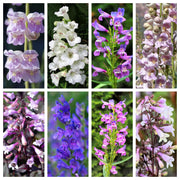 250 NATIVE MIX Beardtongue PENSTEMON Grandiflorus, Strictus, Cobaea, Palmeri, Digitalis, Pallidus - Pink White Blue Purple Flower Seeds
