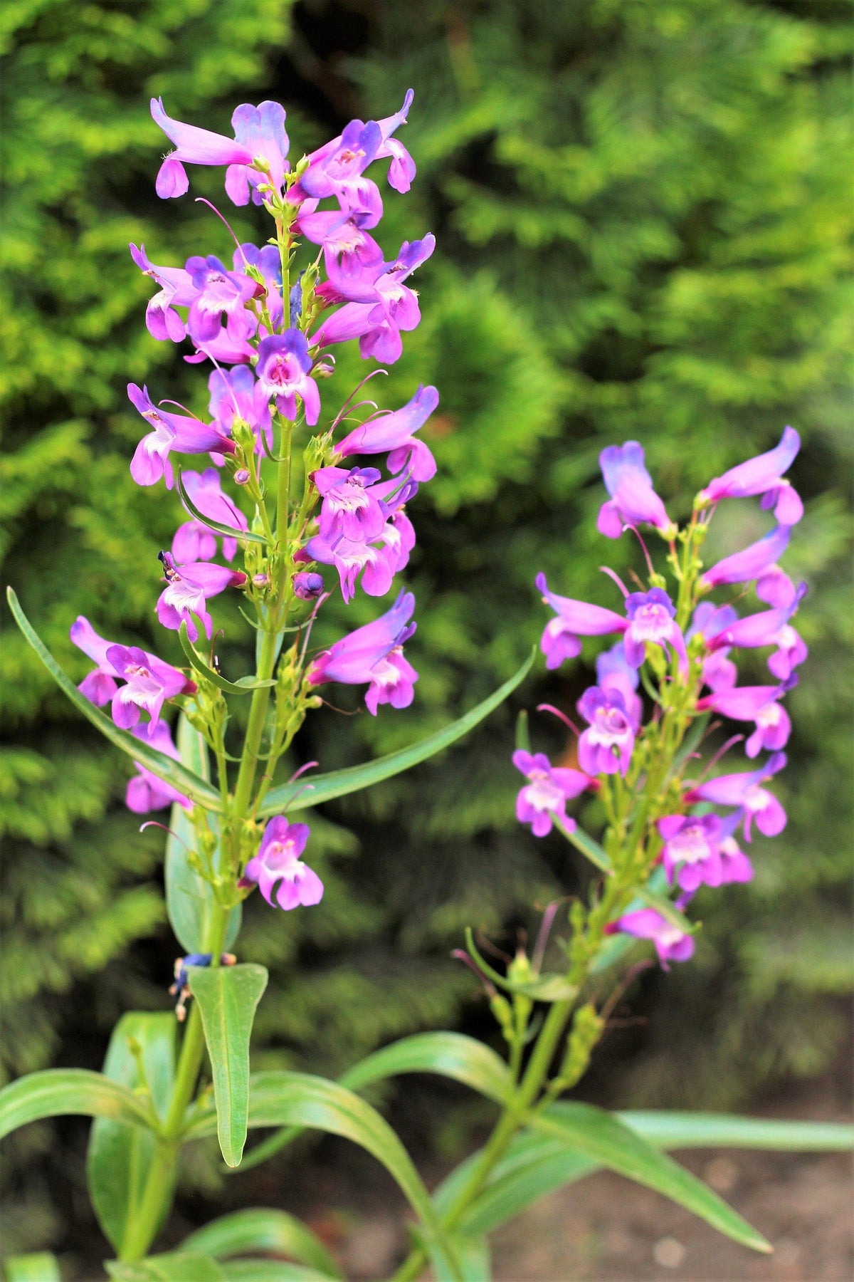 250 NATIVE MIX Beardtongue PENSTEMON Grandiflorus, Strictus, Cobaea, Palmeri, Digitalis, Pallidus - Pink White Blue Purple Flower Seeds