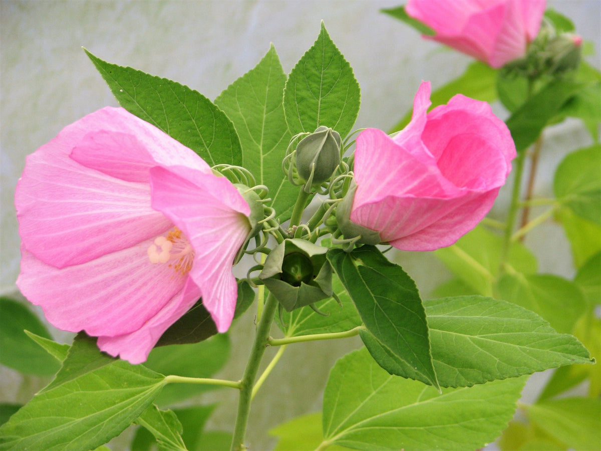 20 LIGHT PINK HIBISCUS Moscheutos var. Palustris Hardy Flower Seeds