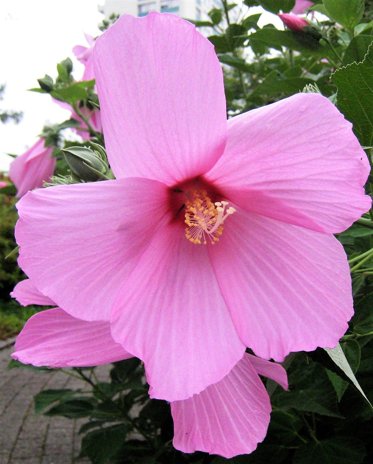 20 LIGHT PINK HIBISCUS Moscheutos var. Palustris Hardy Flower Seeds