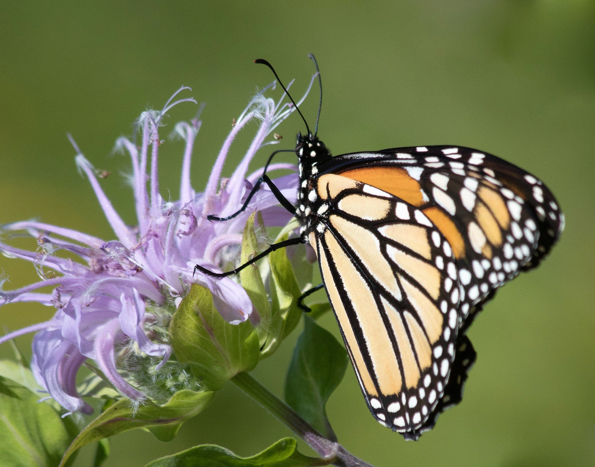 1000 WILD BERGAMOT Monarda Fistulosa aka Mintleaf Bee Balm & Oswego Tea Native Herb Purple Flower Seeds