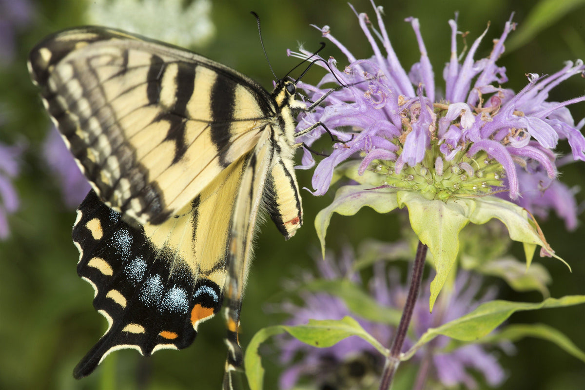 1000 WILD BERGAMOT Monarda Fistulosa aka Mintleaf Bee Balm & Oswego Tea Native Herb Purple Flower Seeds