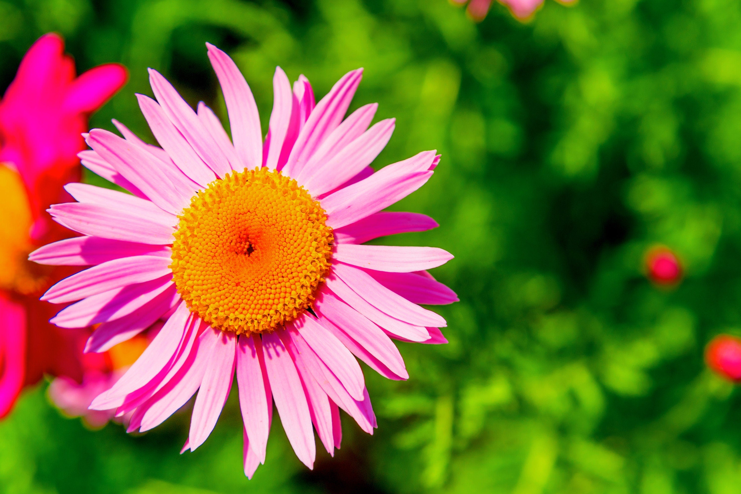 100 Rose PINK ROBINSONS DAISY Painted Chrysanthemum Coccineum Pyrethrum Flower Seeds