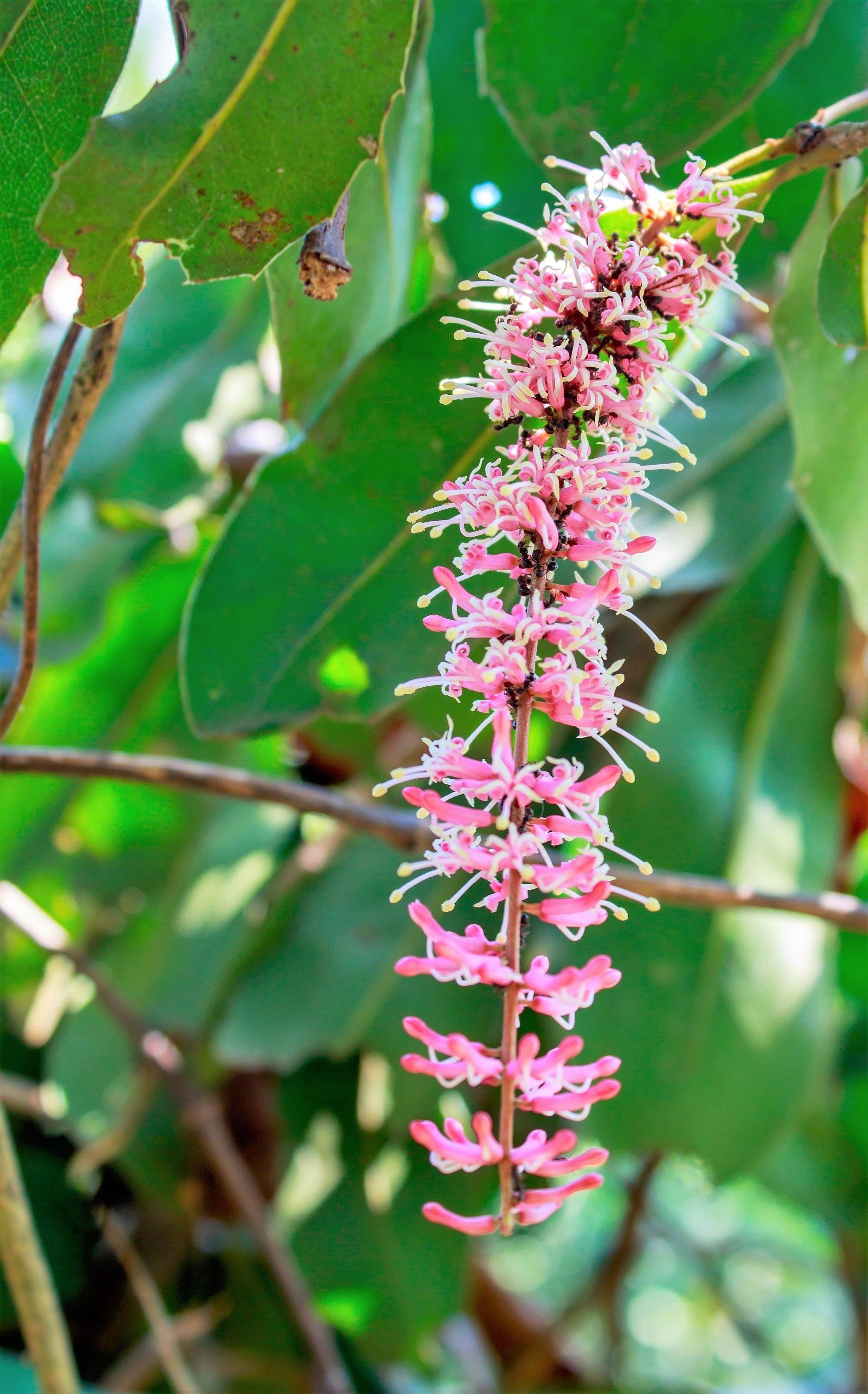 5 MACADAMIA NUT Tree Macadamia Integrifolia Brown Shell Beige Nut Fruit White & Pink Flower Seeds