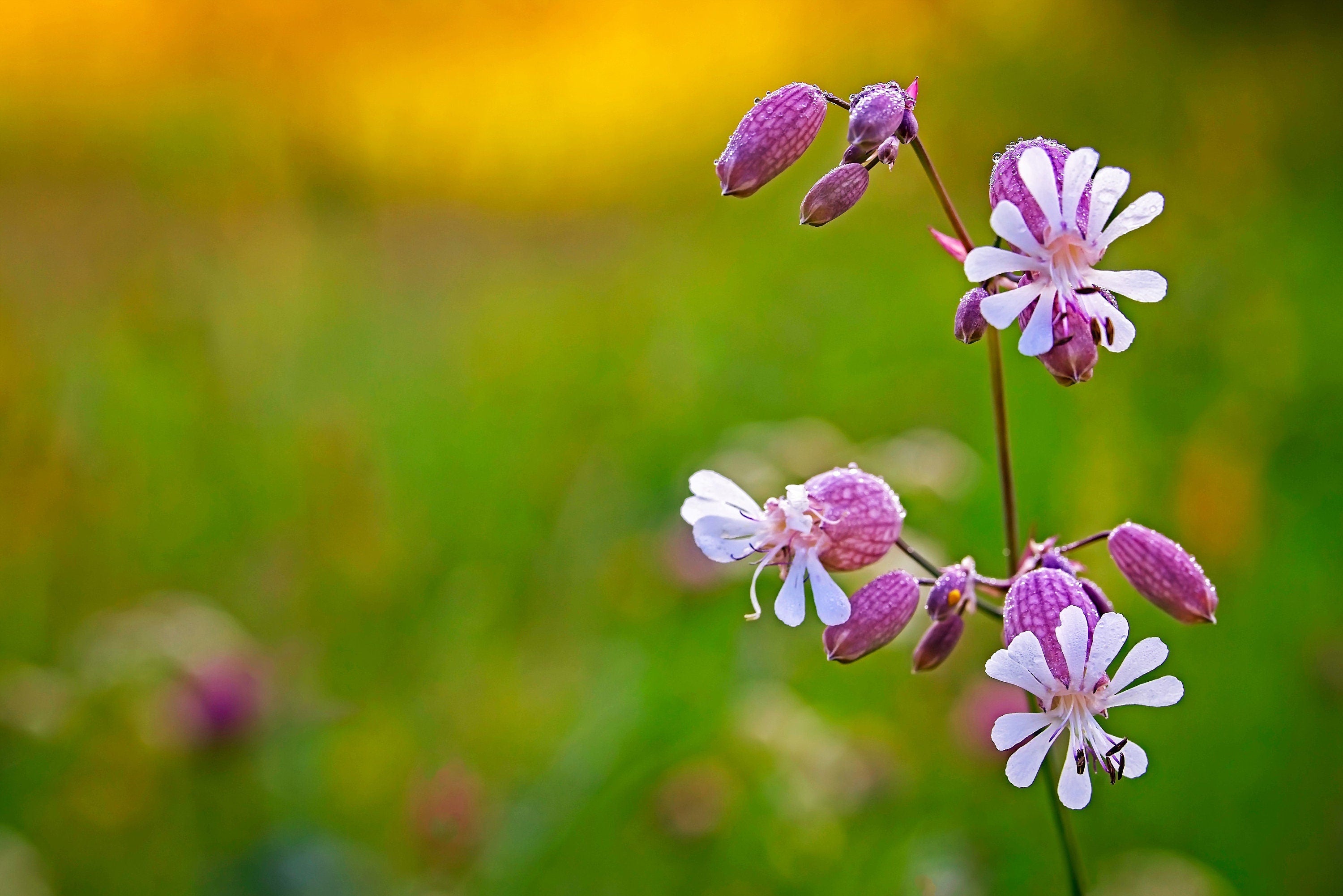100 MAIDENSTEARS Silene Vulgaris aka Bladder Campion Maidens Tears Pink & White Flower Seeds