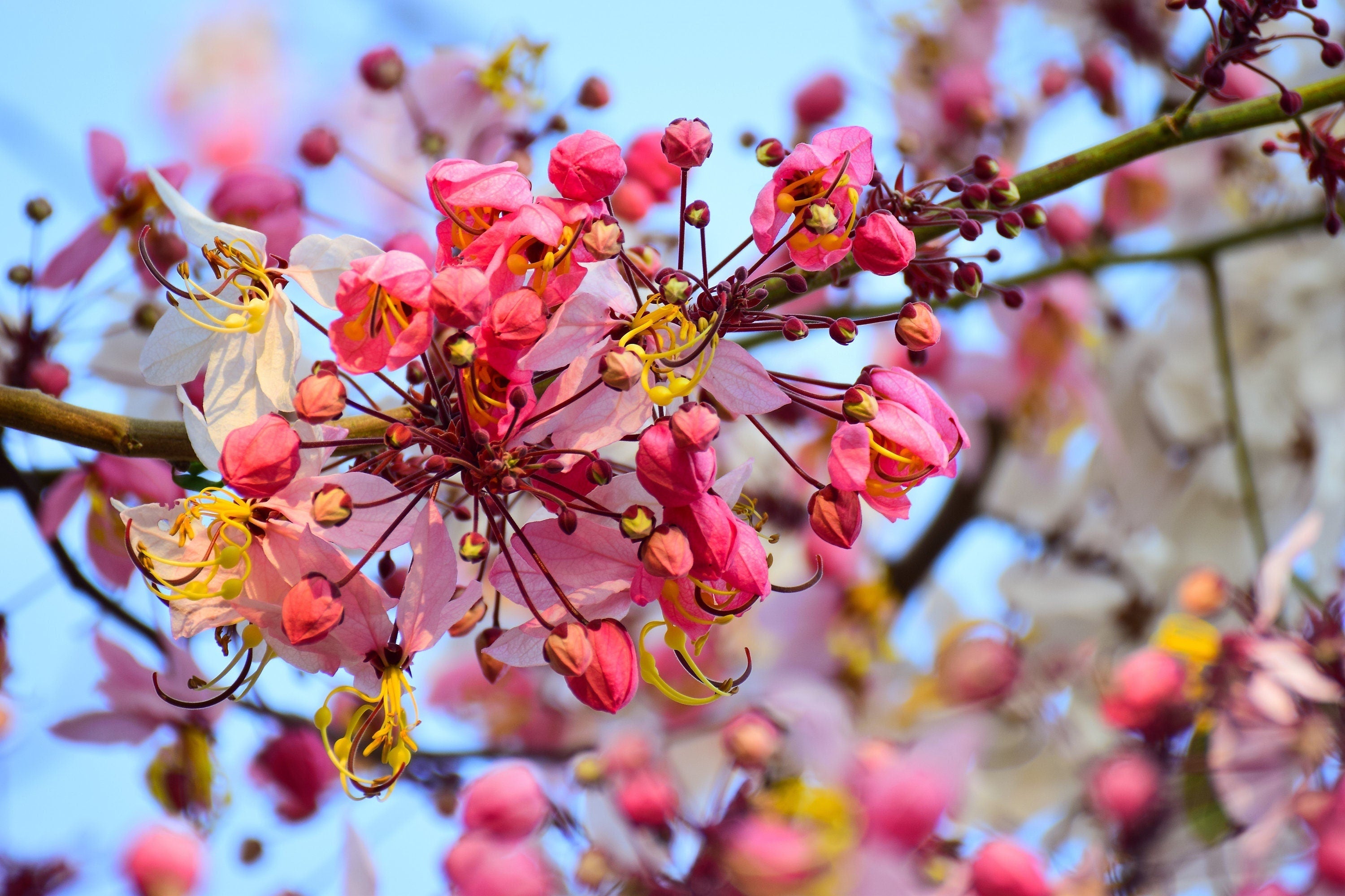 5 PINK SHOWER TREE Cassia Javanica aka Rainbow Shower & Apple Blossom Tree Two Tone Pink, White, Yellow Flower Seeds