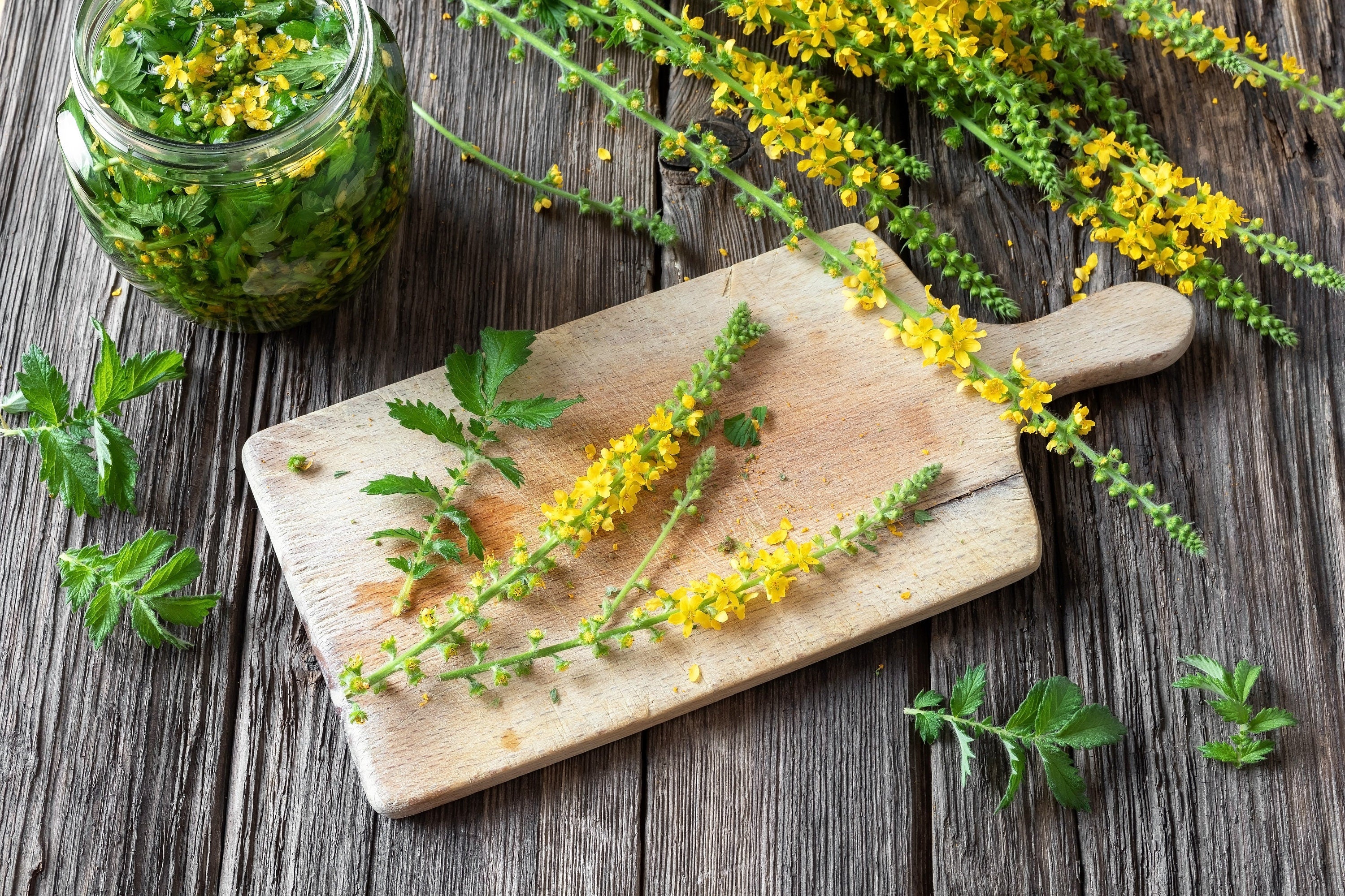 15 CHURCH STEEPLES Agrimonia Eupatoria aka Agrimony or Sticklewort Perennial Herb Yellow Flower Seeds