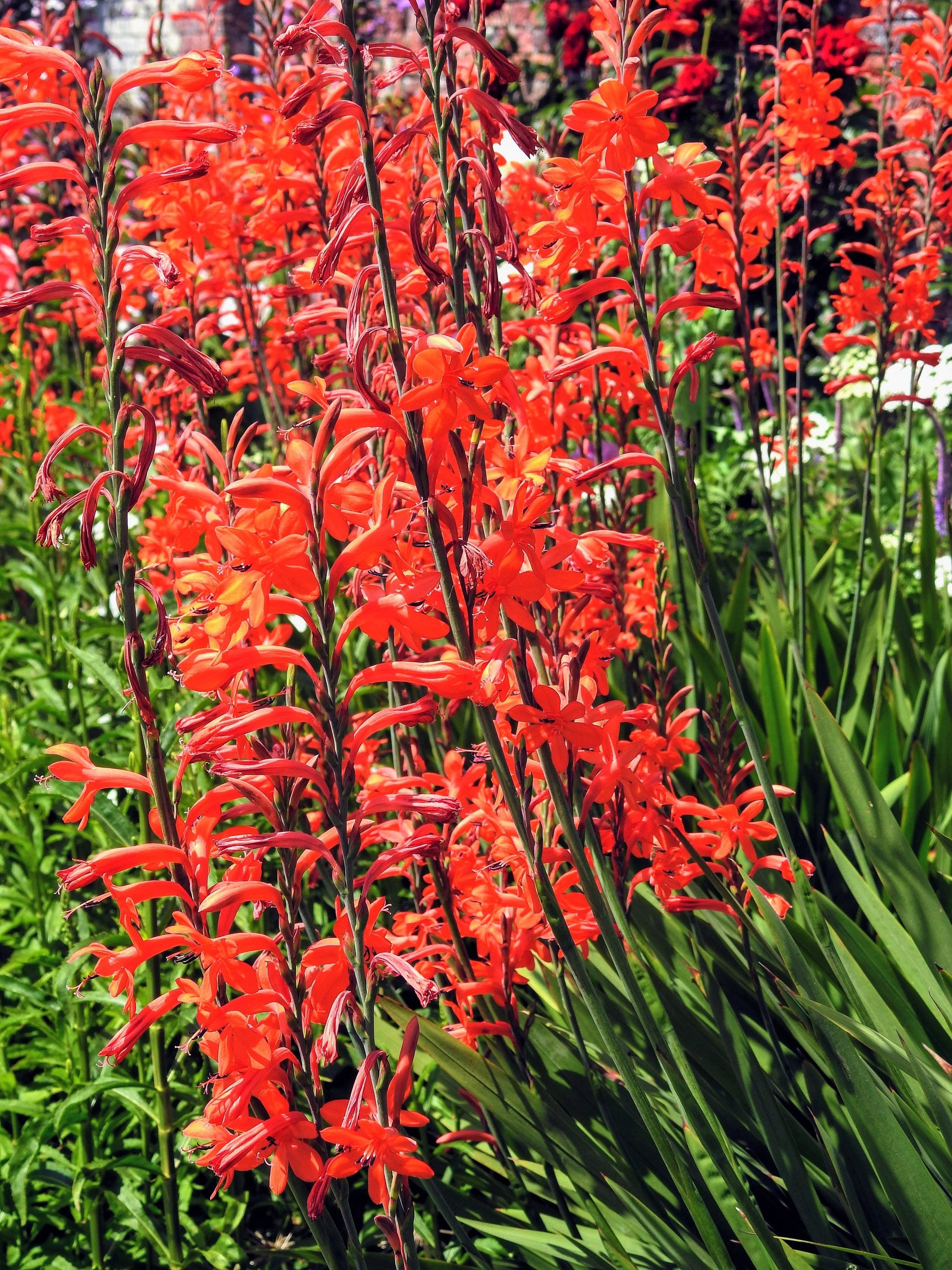 5 AFRICAN FLAG Chasmanthe Floribunda Cornflag Red Orange Hummingbird Flower Seeds