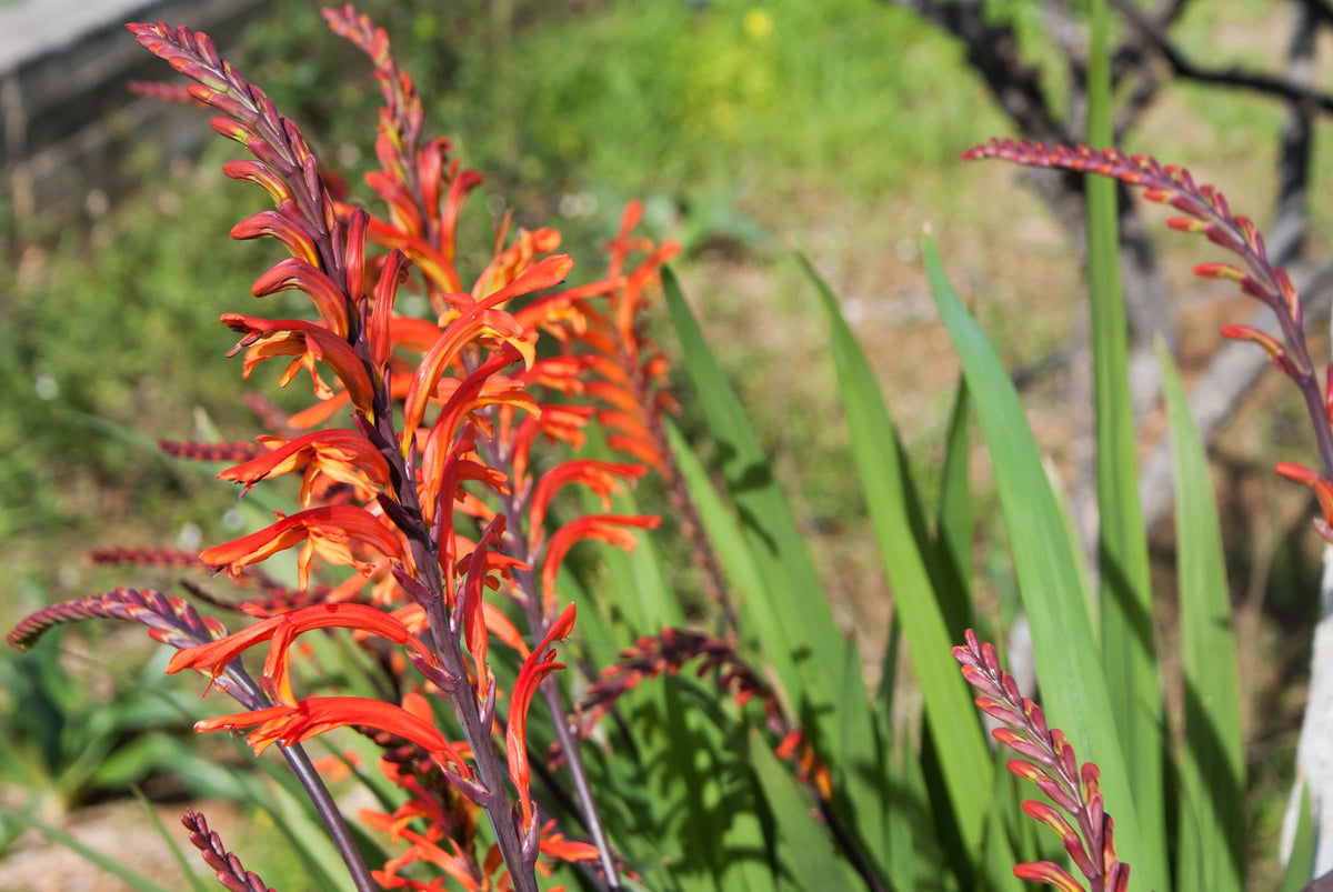5 AFRICAN FLAG Chasmanthe Floribunda Cornflag Red Orange Hummingbird Flower Seeds