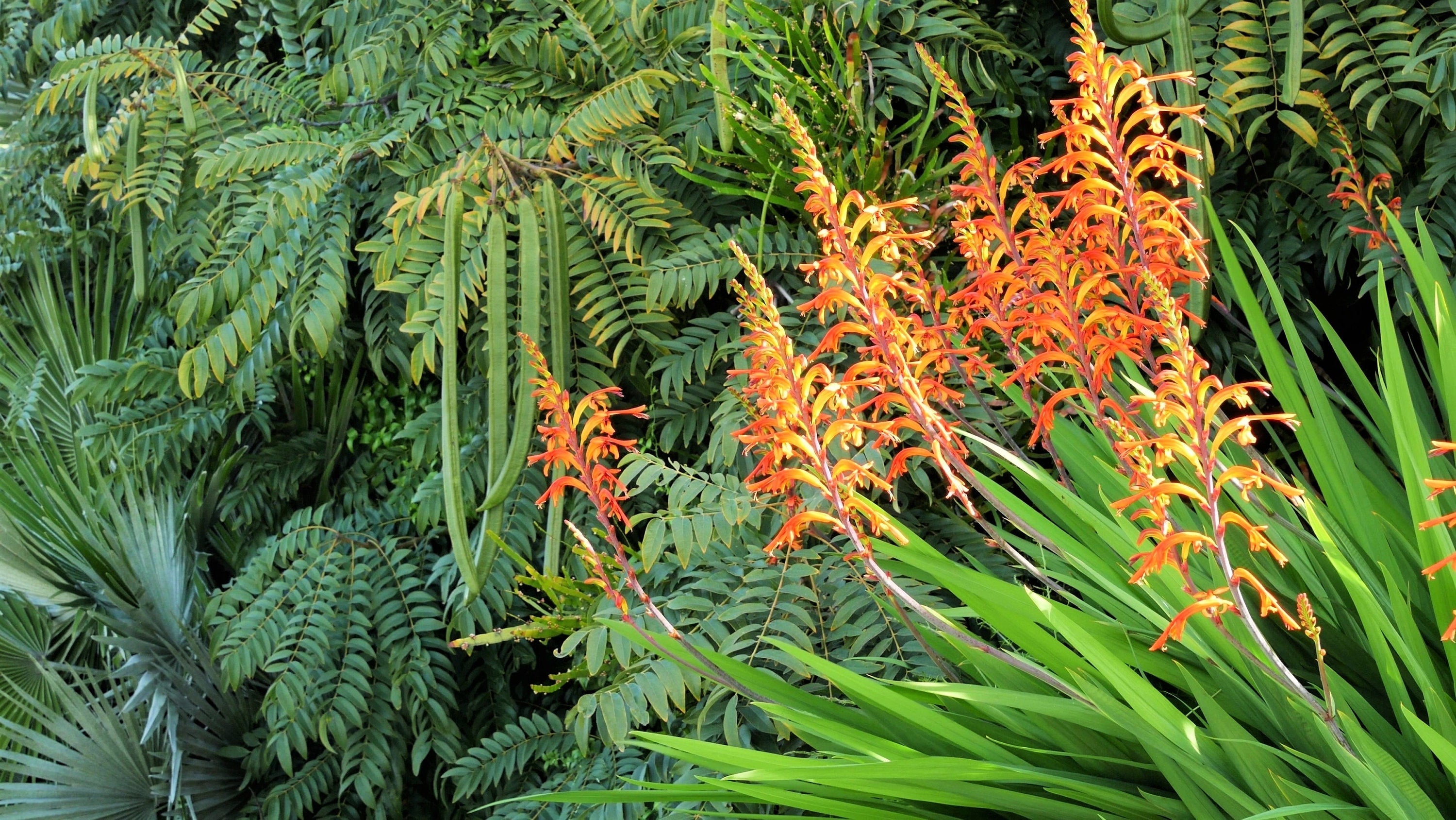 5 AFRICAN FLAG Chasmanthe Floribunda Cornflag Red Orange Hummingbird Flower Seeds