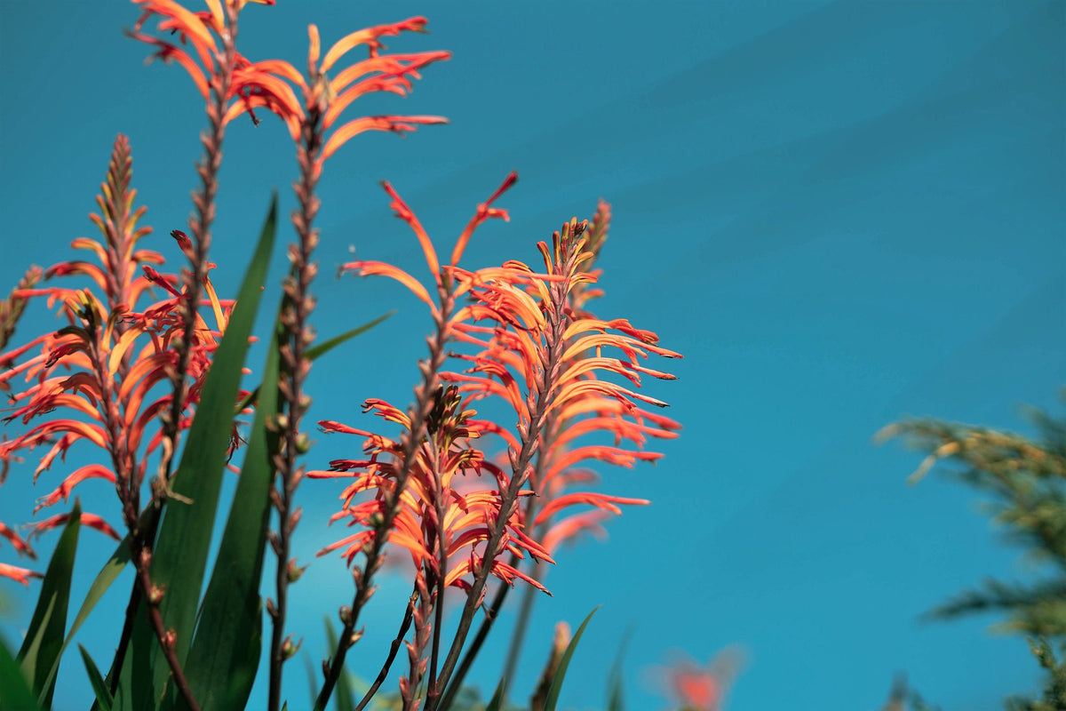 5 AFRICAN FLAG Chasmanthe Floribunda Cornflag Red Orange Hummingbird Flower Seeds