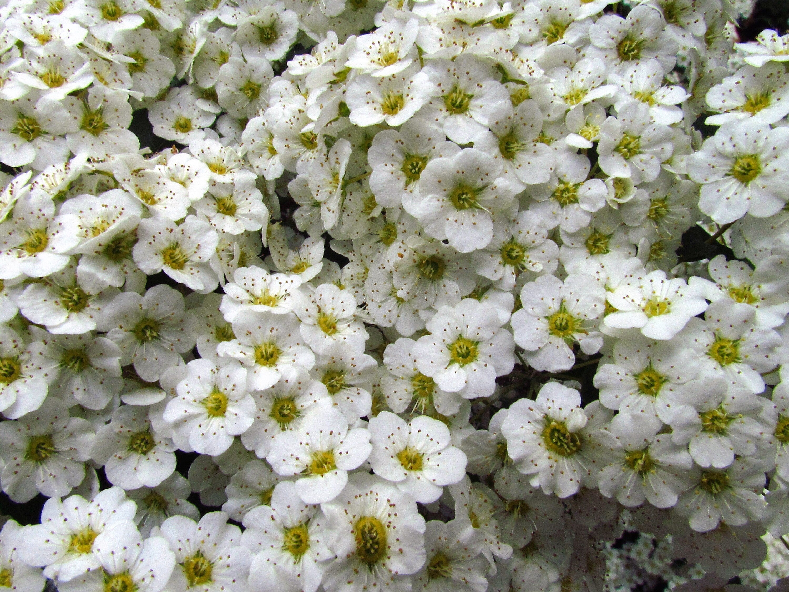 100 WHITE MEADOWSWEET Spiraea Alba Narrow Leaved Queen of the Prairie Native Flower Shrub Seeds