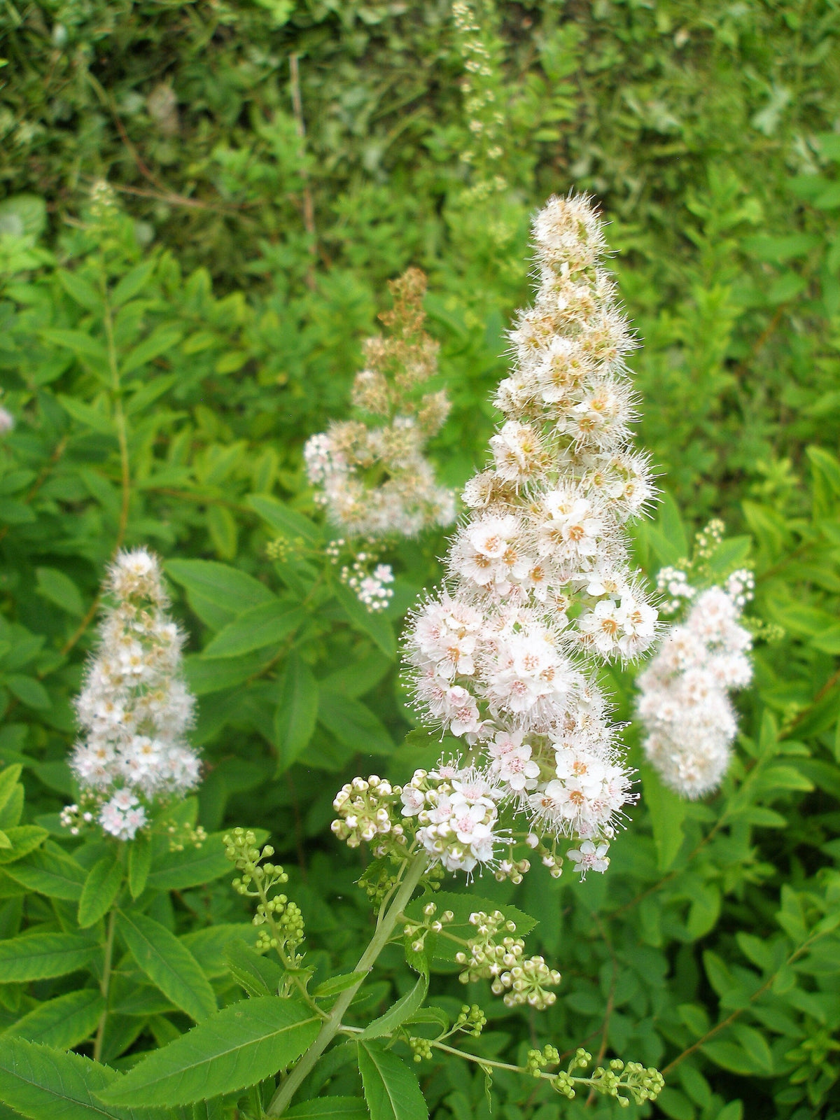 100 WHITE MEADOWSWEET Spiraea Alba Narrow Leaved Queen of the Prairie Native Flower Shrub Seeds
