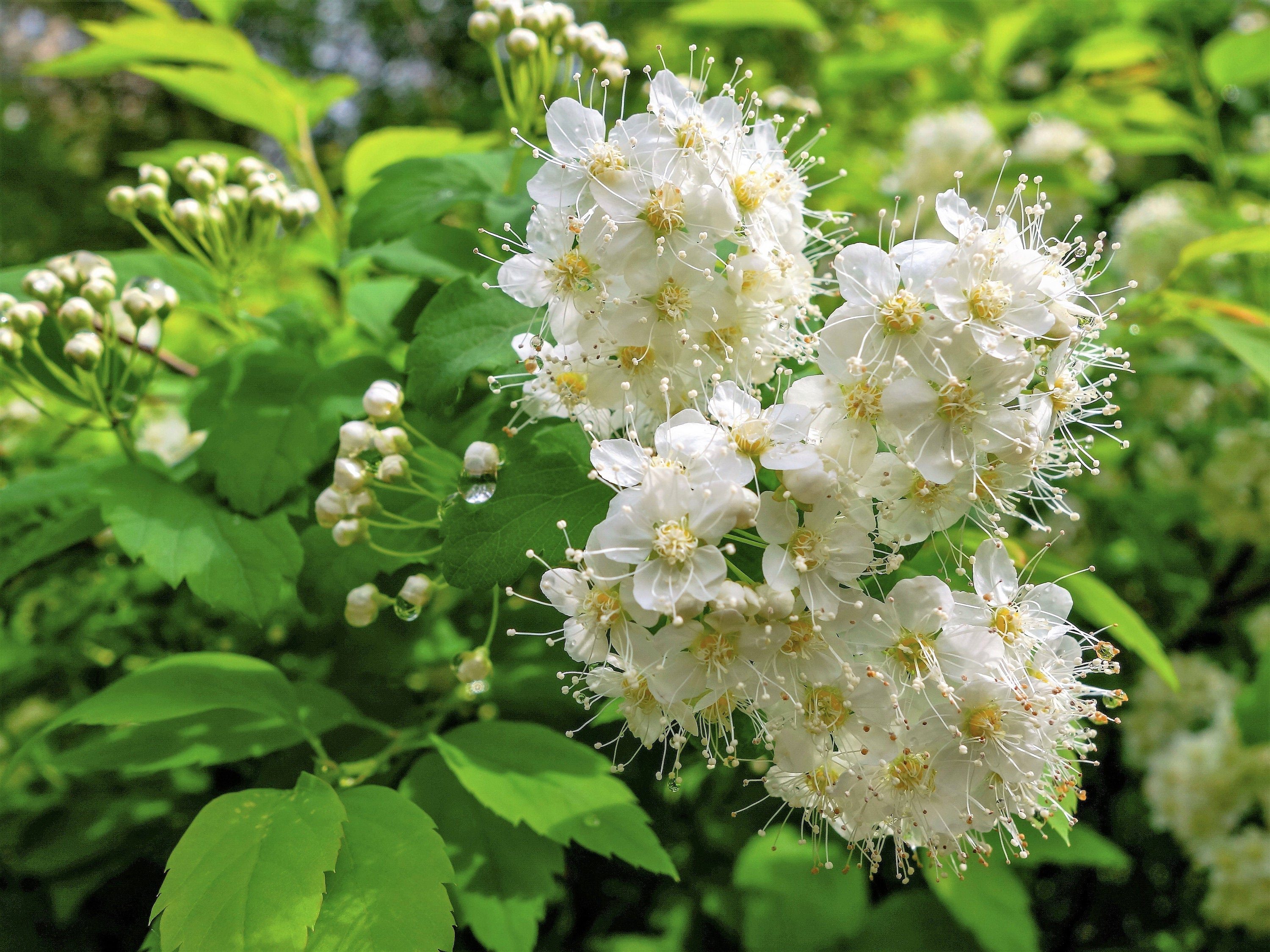 100 WHITE MEADOWSWEET Spiraea Alba Narrow Leaved Queen of the Prairie Native Flower Shrub Seeds