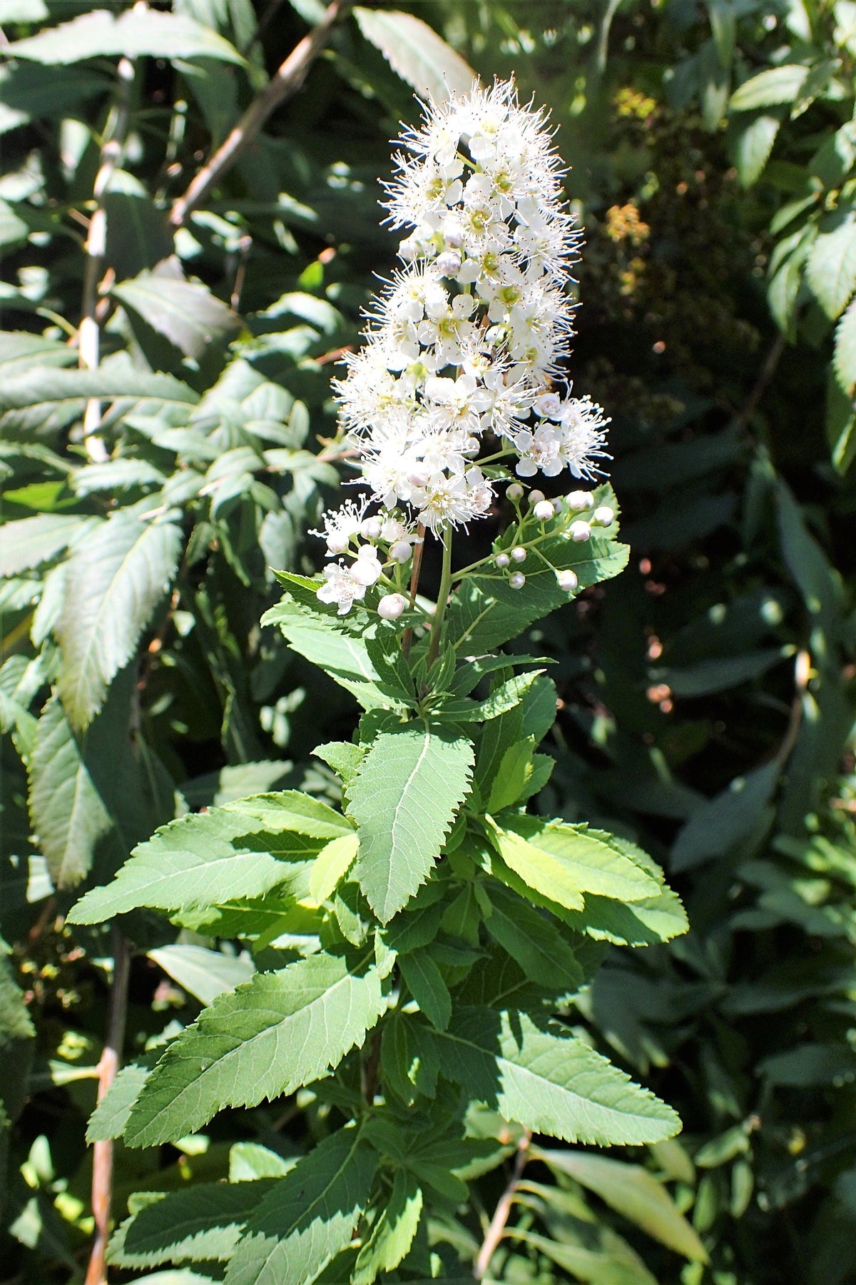 100 WHITE MEADOWSWEET Spiraea Alba Narrow Leaved Queen of the Prairie Native Flower Shrub Seeds