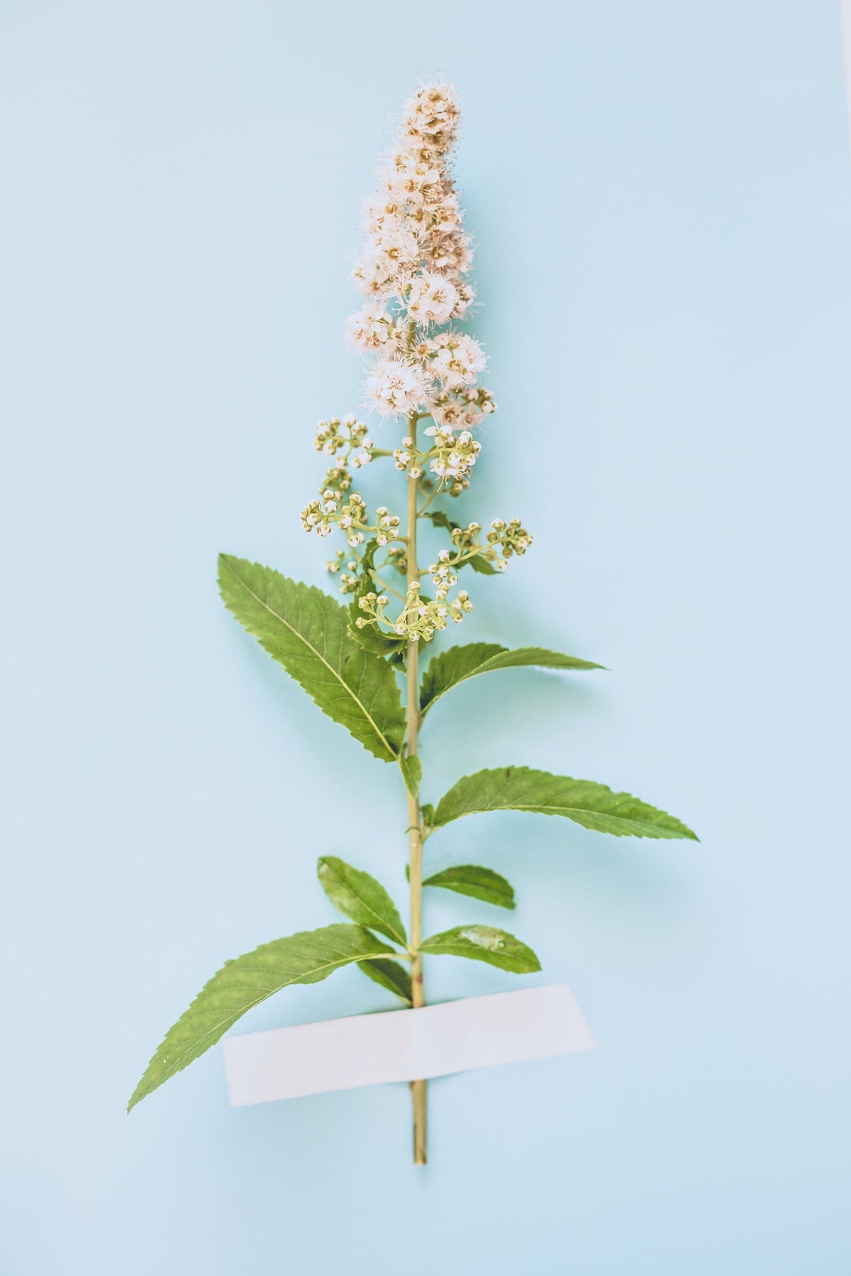 100 WHITE MEADOWSWEET Spiraea Alba Narrow Leaved Queen of the Prairie Native Flower Shrub Seeds