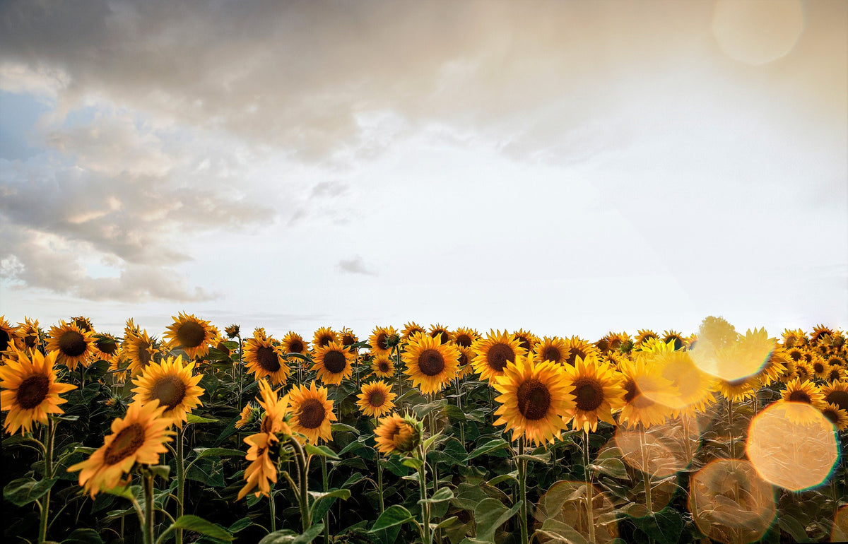 100 PEREDOVIK SUNFLOWER Helianthus Annuus aka Black Peredovik Good Oil / Oilseed Type Yellow Flower Seeds