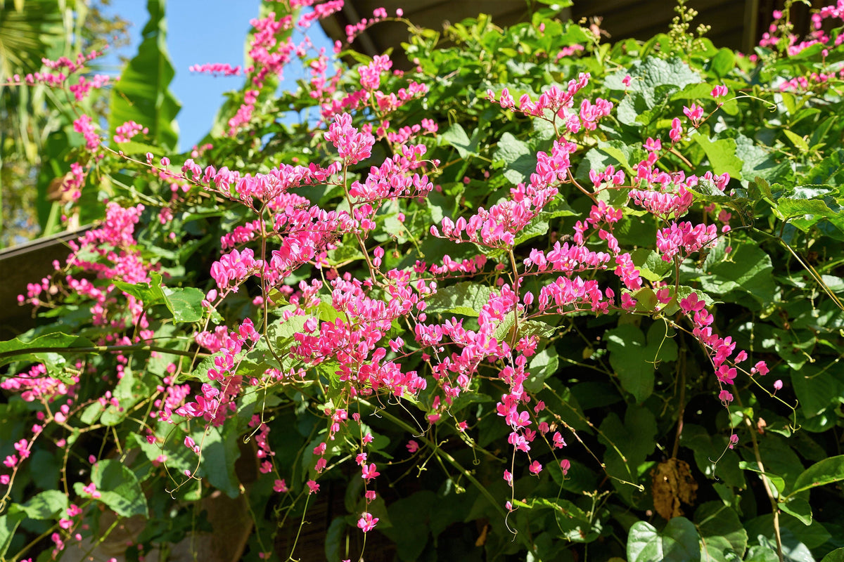 5 CORAL VINE Mexican Creeper Bee Bush Chain of Love Mountain Rose Antigonon Leptopus Bright Pink Climber Ground Cover Flower Seeds