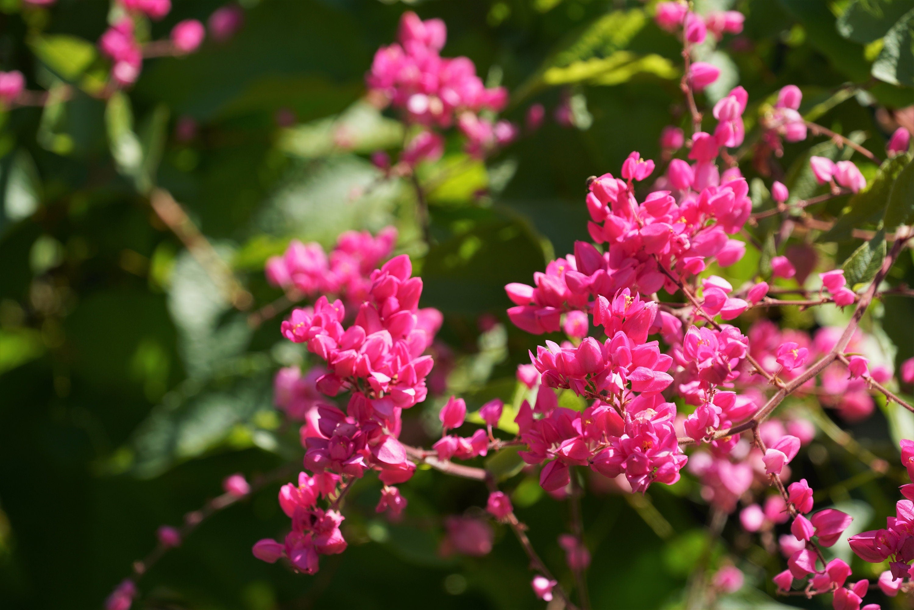 5 CORAL VINE Mexican Creeper Bee Bush Chain of Love Mountain Rose Antigonon Leptopus Bright Pink Climber Ground Cover Flower Seeds