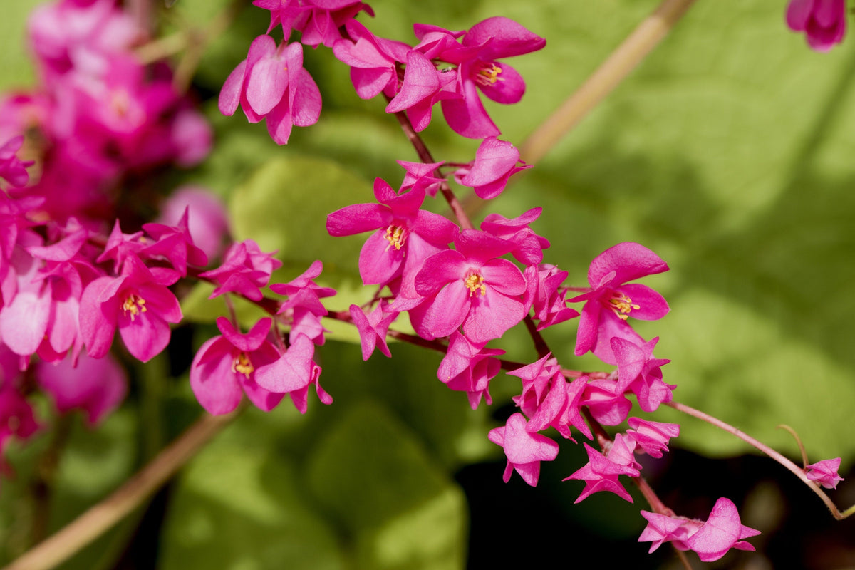 5 CORAL VINE Mexican Creeper Bee Bush Chain of Love Mountain Rose Antigonon Leptopus Bright Pink Climber Ground Cover Flower Seeds
