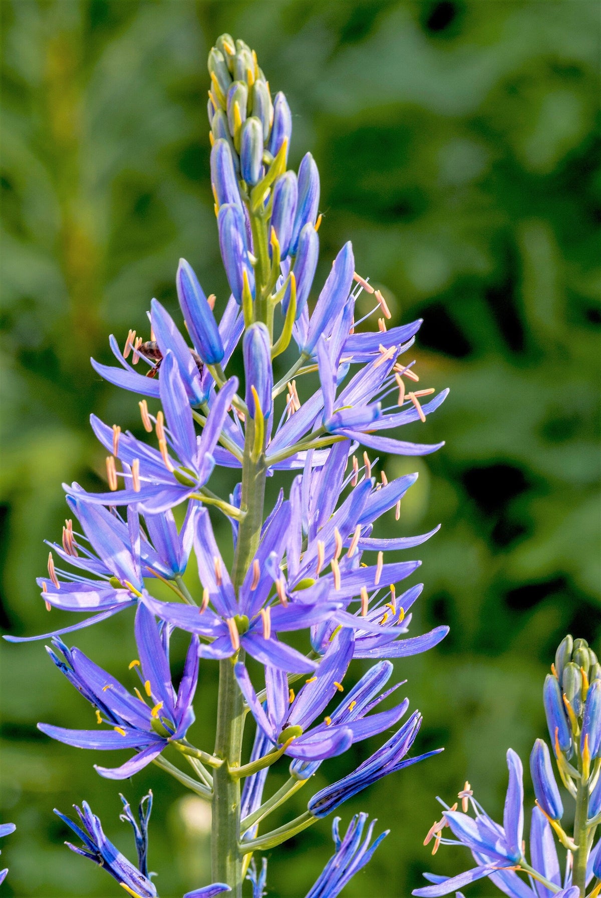 20 Blue LARGE CAMAS Camassia Leichtlinii Quamasia Great Camass Native Flower Seeds