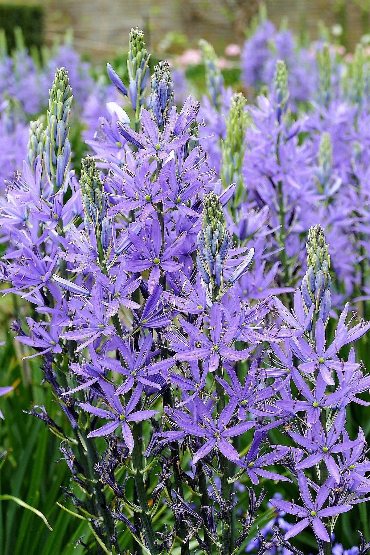 20 Blue LARGE CAMAS Camassia Leichtlinii Quamasia Great Camass Native Flower Seeds