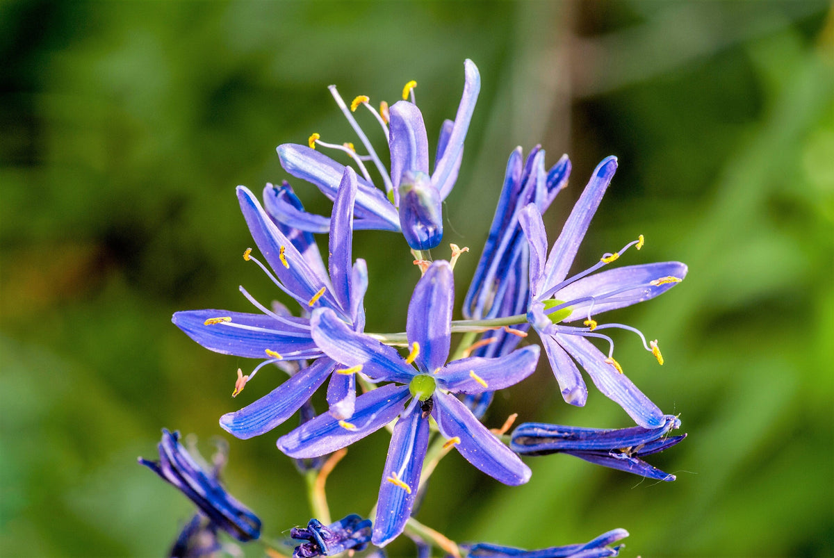 20 Blue LARGE CAMAS Camassia Leichtlinii Quamasia Great Camass Native Flower Seeds