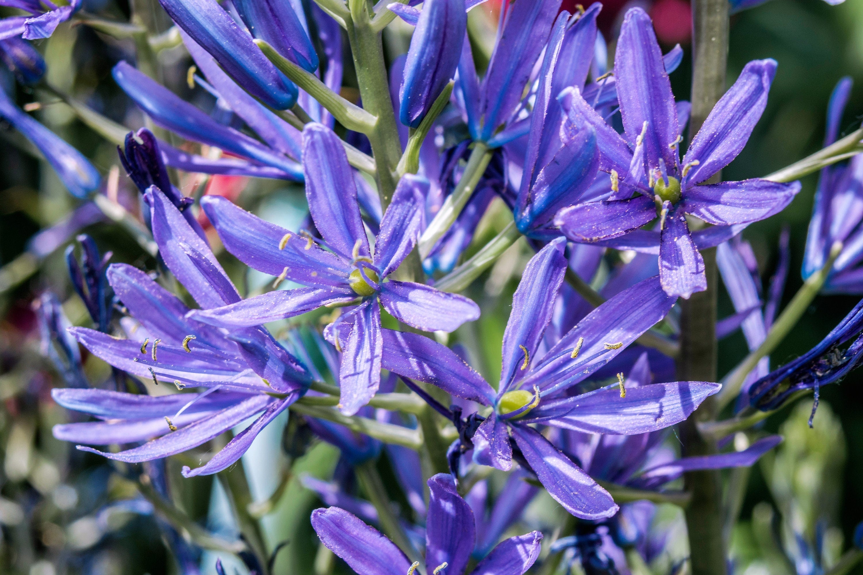 20 Blue LARGE CAMAS Camassia Leichtlinii Quamasia Great Camass Native Flower Seeds