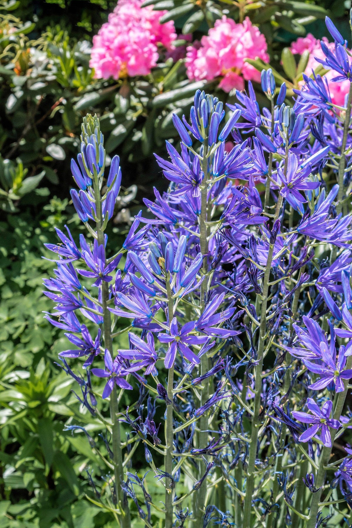 20 Blue LARGE CAMAS Camassia Leichtlinii Quamasia Great Camass Native Flower Seeds