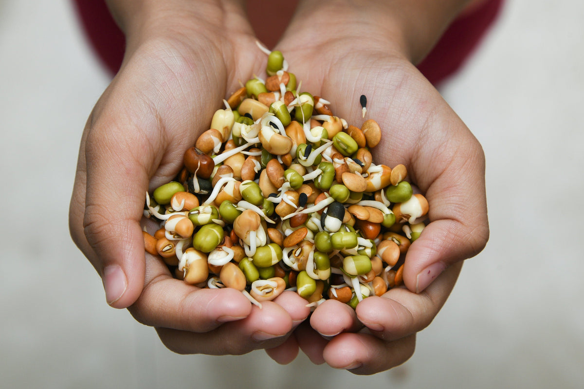ORGANIC SPROUTING MIX - Peas, Mung & Adzuki Beans, Green, French, & Red Lentil Vegetable Sprout Seeds