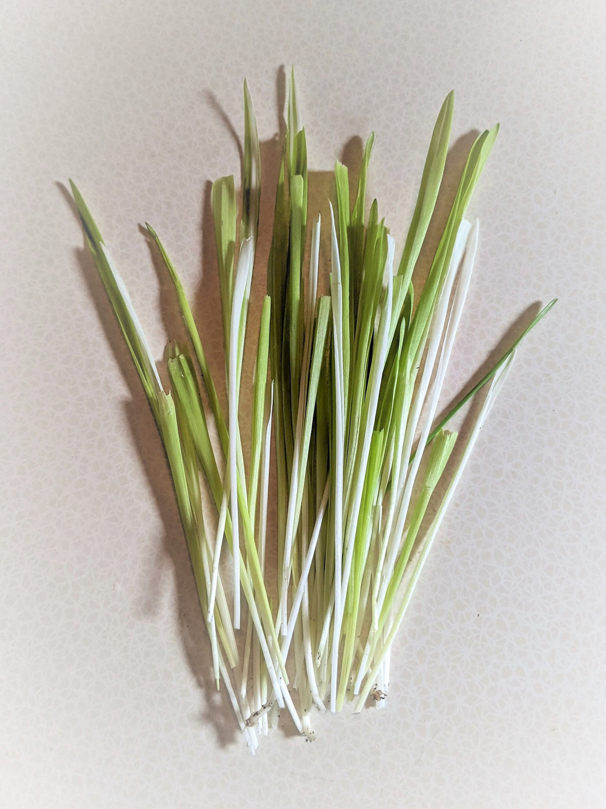 50 VARIEGATED CAT GRASS White & Green Pet Grass Catgrass Triticum Aestivum Seeds
