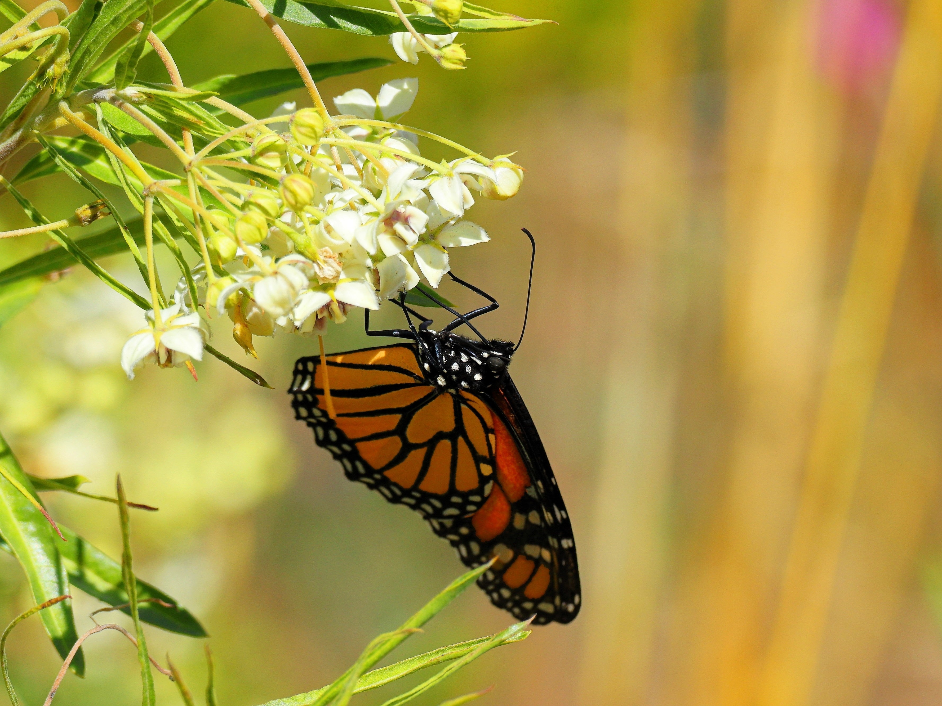 10 SWAN MILKWEED Hairy Balls Butterfly Weed Asclepias Gomphocarpus Fruticosus Monarch Flower Seeds