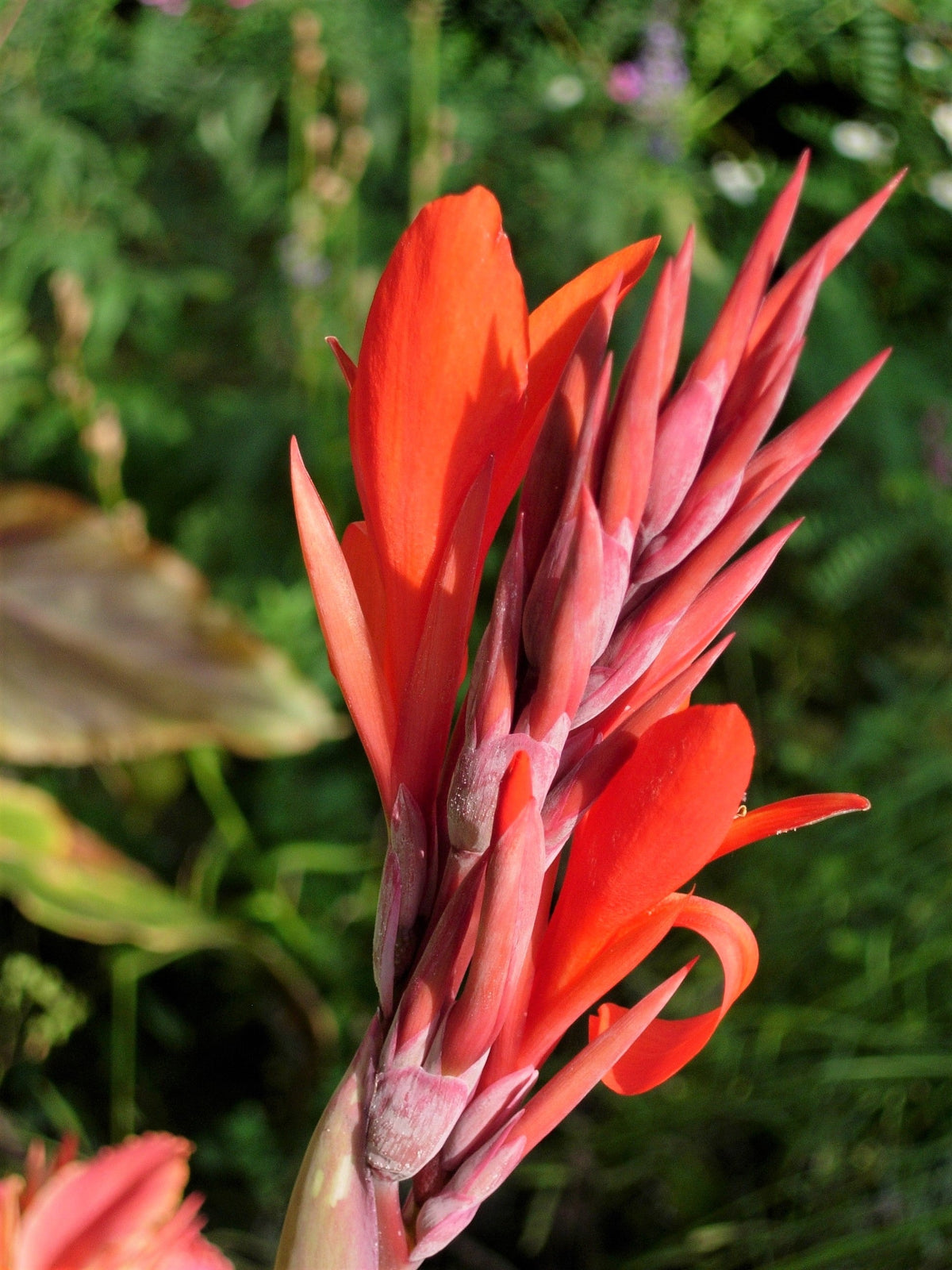 5 ORANGE CANNA LILY Indian Shot Arrowroot Canna Indica Flower Seeds