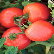 Jet Star Hybrid  Tomato Seeds