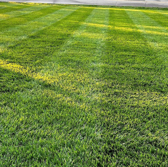 Lesco All Pro Transition Tall Fescue Grass Seed