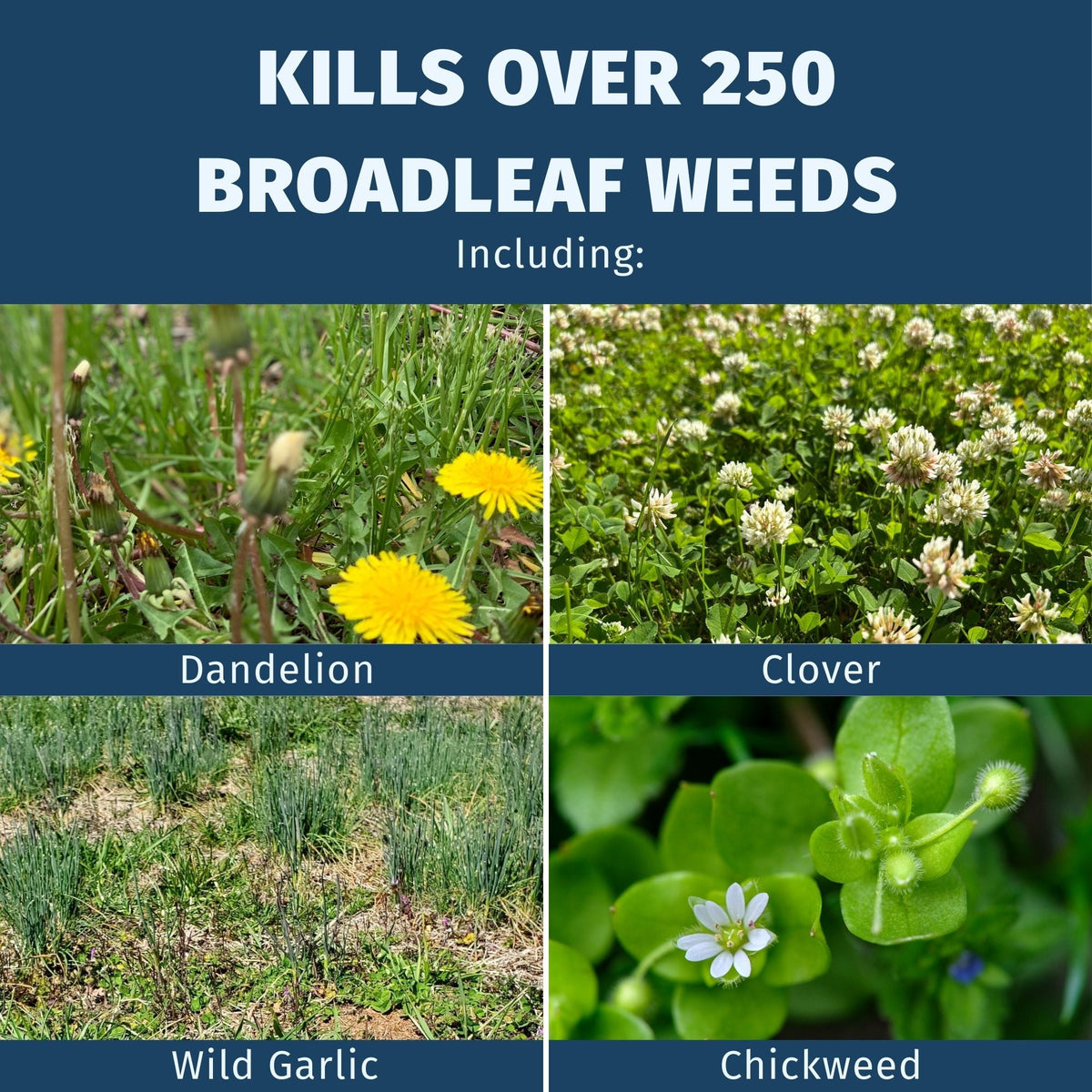 LESCO Weed & Feed 18-2-3 Broadleaf Control