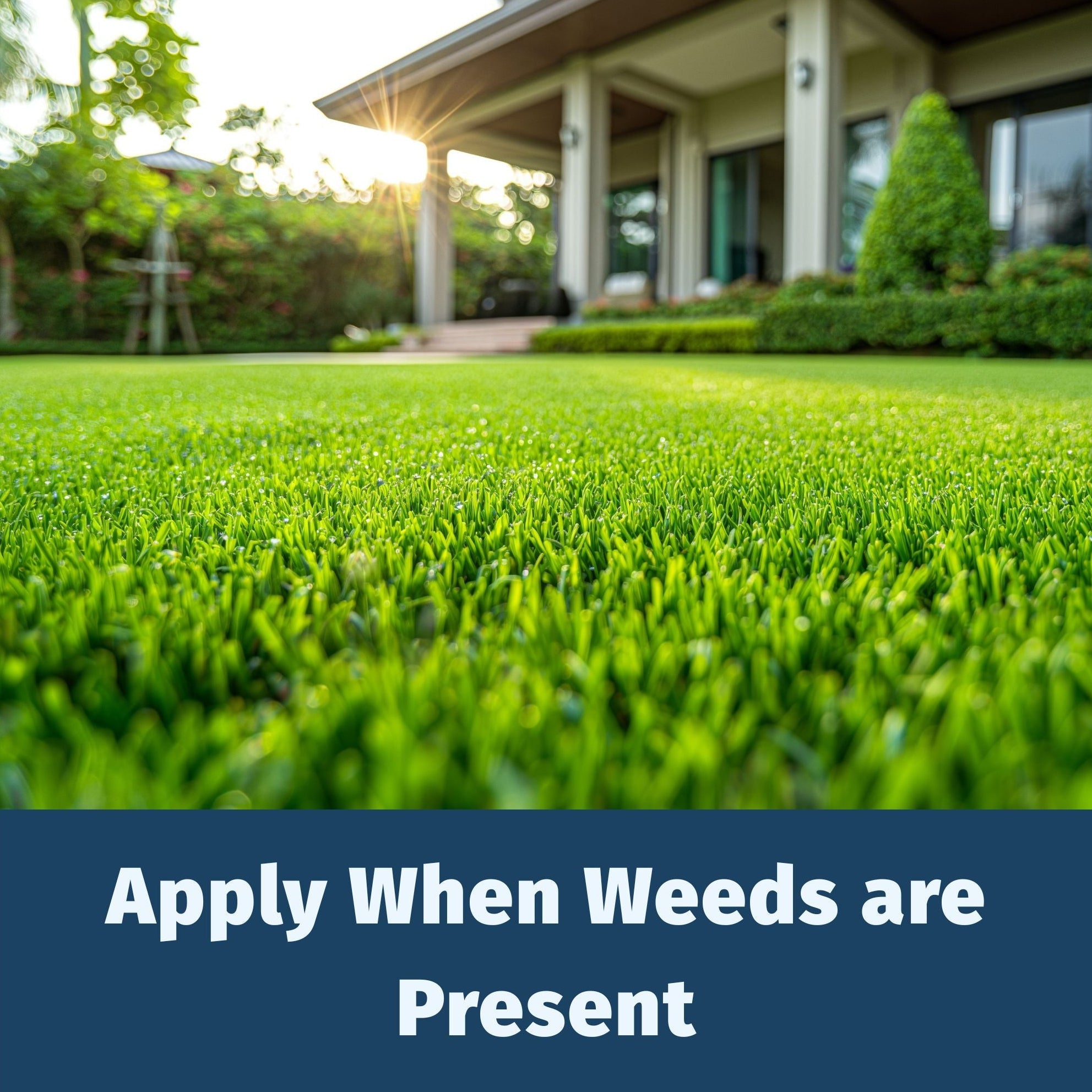 LESCO Weed & Feed 18-2-3 Broadleaf Control