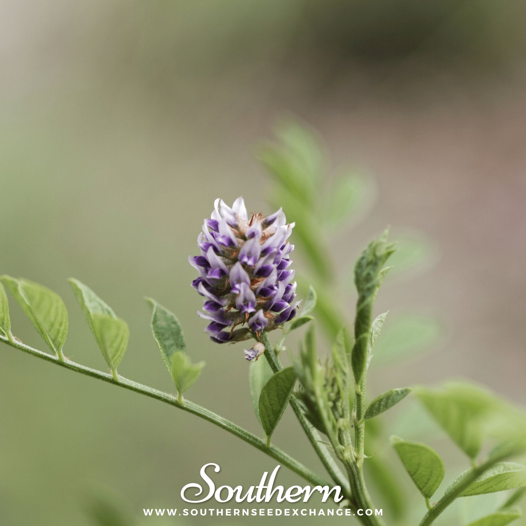 Licorice – 20 Seeds