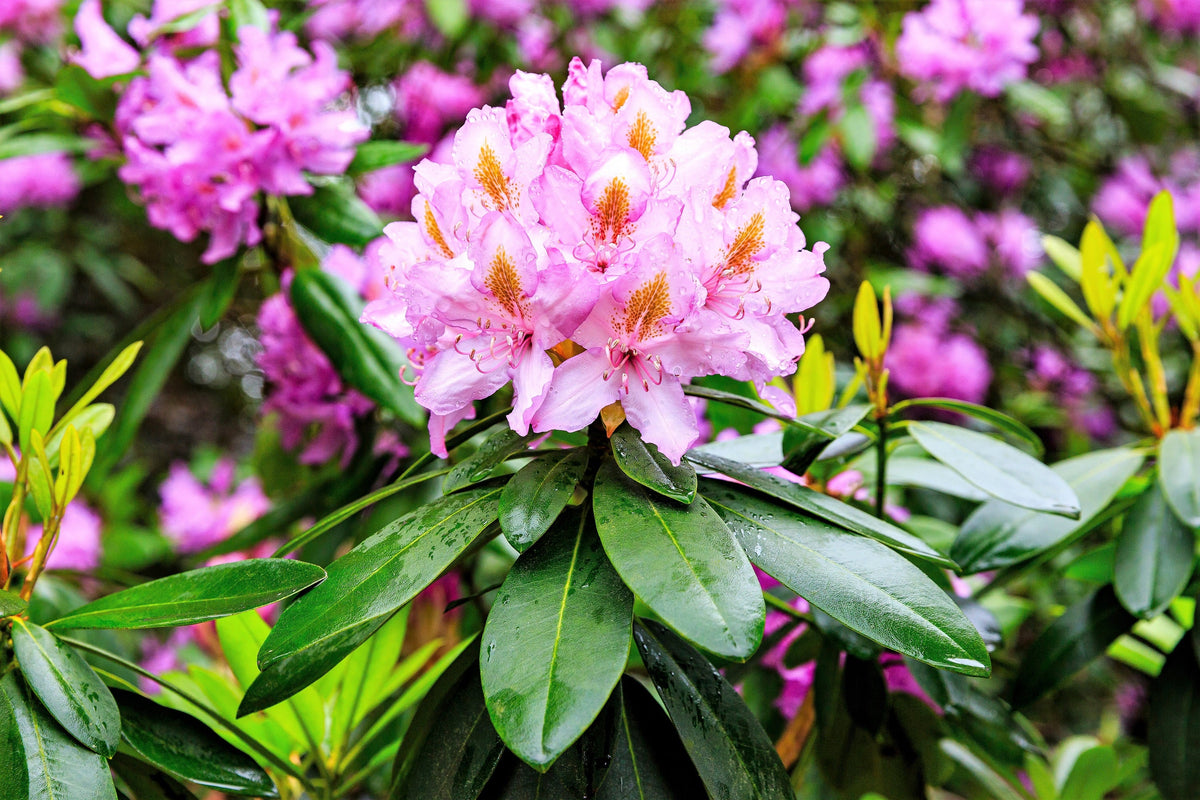 50 MIXED HYBRIDS RHODODENDRON spp. Mixed Colors - Red, Pink, Purple, White, Yellow, Orange Flower Sun or Shade Bush Shrub Seeds