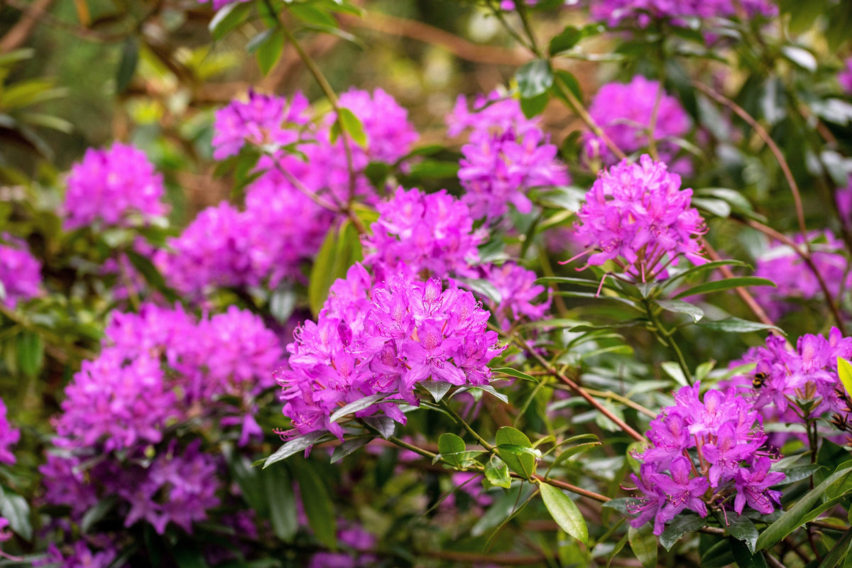 50 MIXED HYBRIDS RHODODENDRON spp. Mixed Colors - Red, Pink, Purple, White, Yellow, Orange Flower Sun or Shade Bush Shrub Seeds