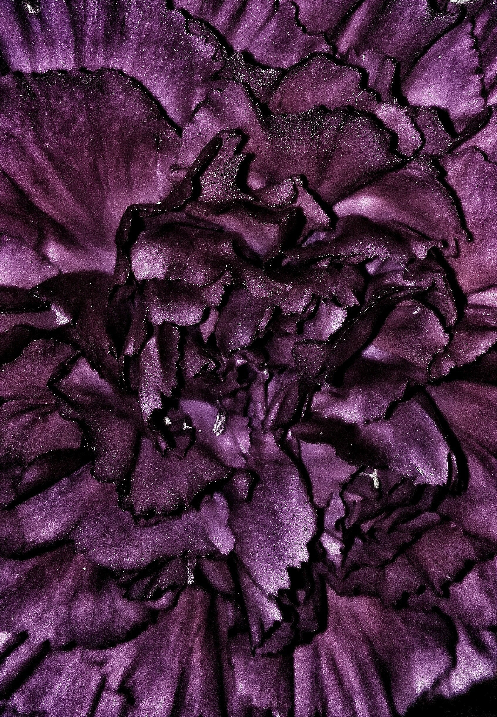 50 BLACK CARNATION King of Blacks Dianthus Caryophyllus Grenadin Double Flower Seeds