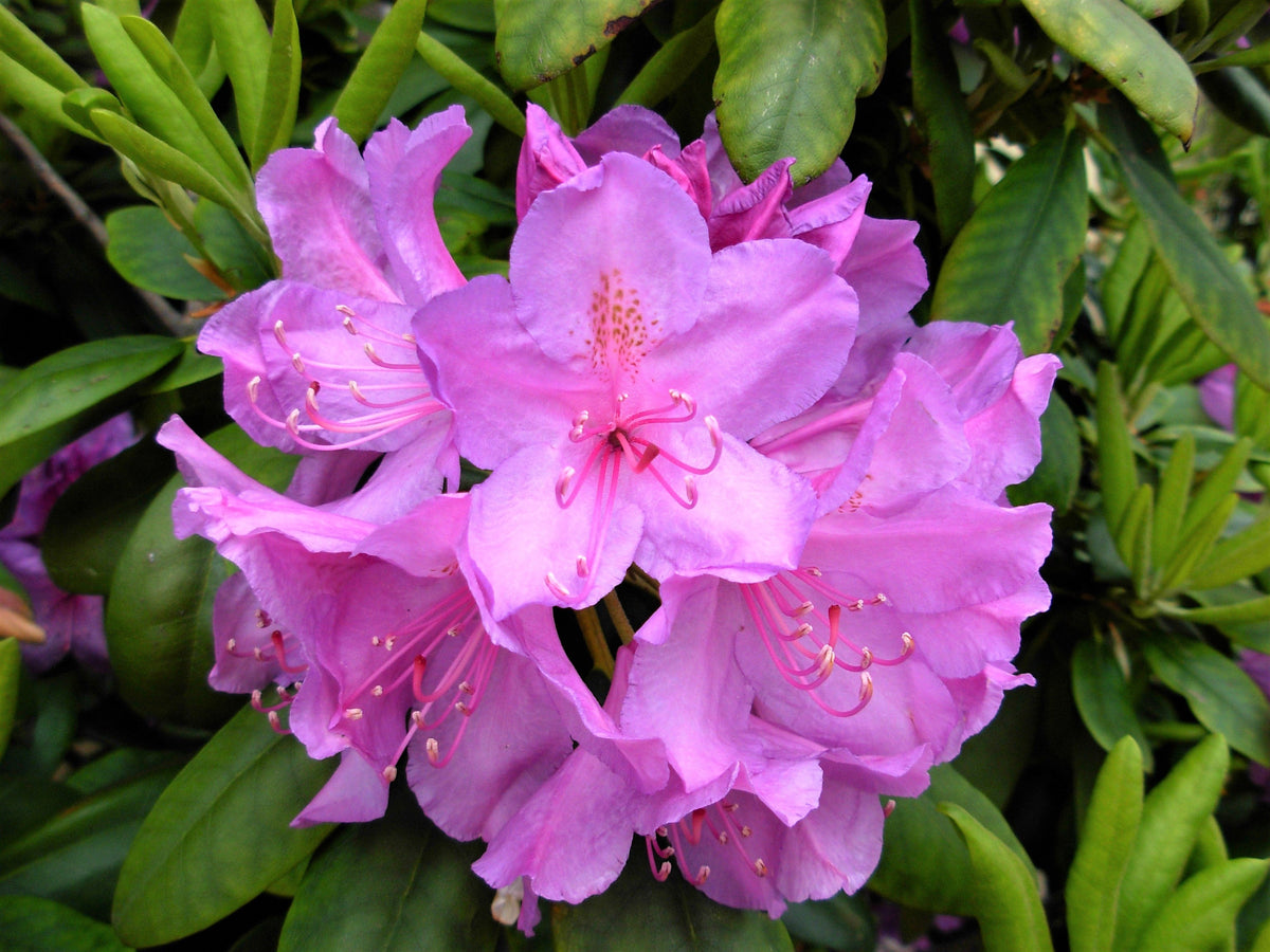 40 CAROLINA RHODODENDRON Carolinianum Dwarf Azalea Pink Purple Flower Shrub Seeds