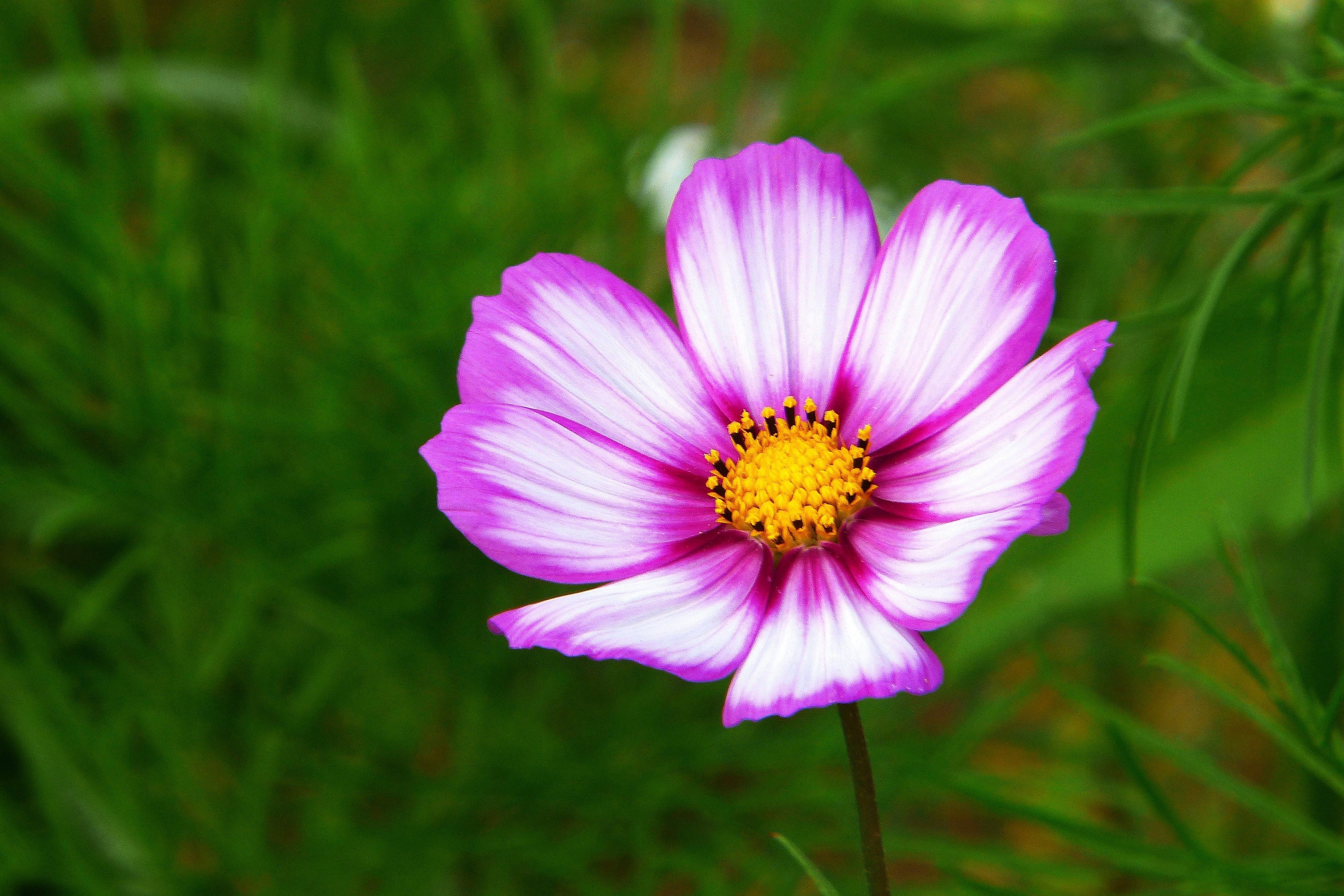 300 CANDY STRIPE COSMOS Bipinnatus Pink White Flower Seeds