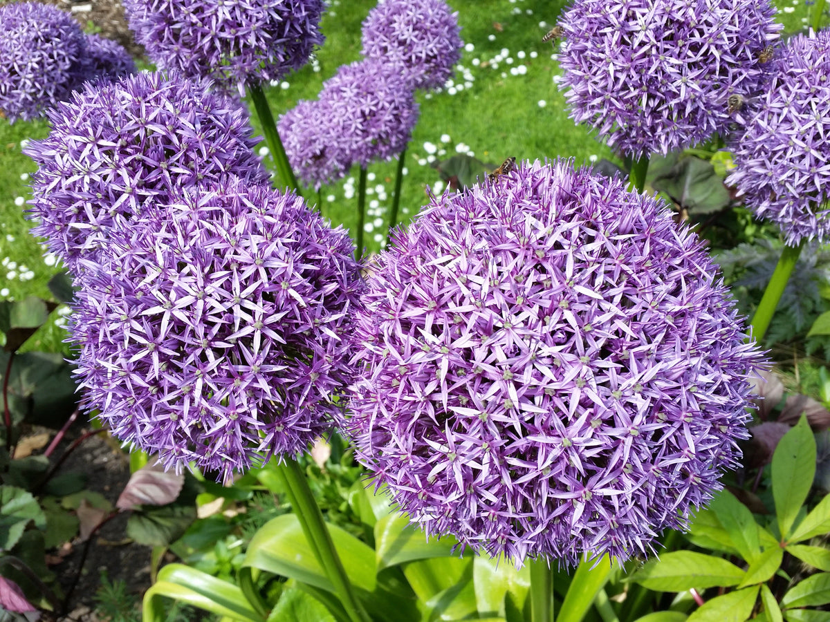 20 STAR OF PERSIA ALLIUM Christophii Silvery Amethyst Purple Flower Seeds