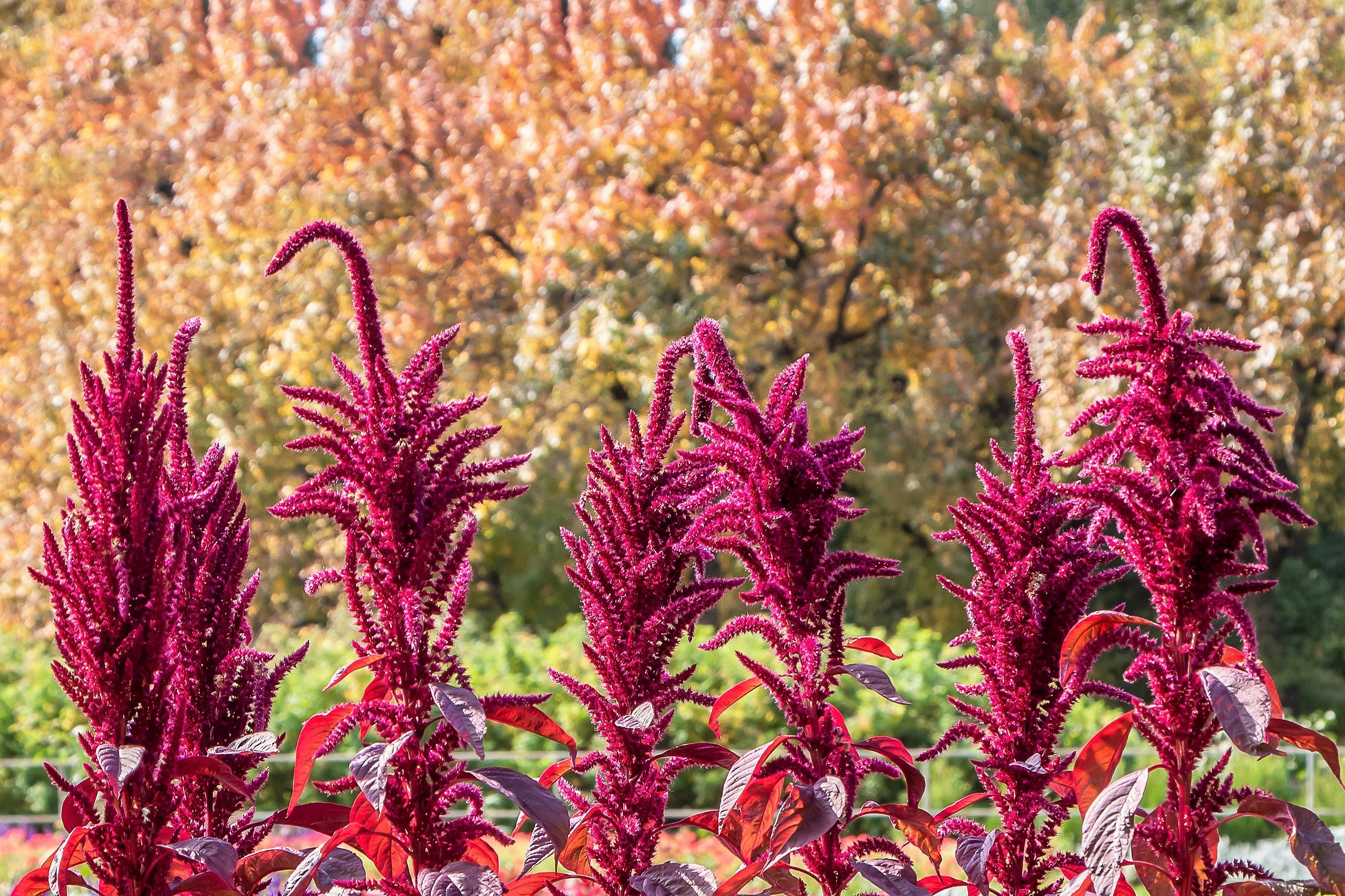 100 Tricolor EARLY SPLENDOR AMARANTHUS Hypochondricus Flower Seeds